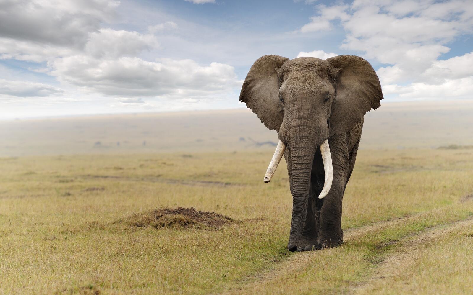Wallpapers animals wildlife elephant on the desktop