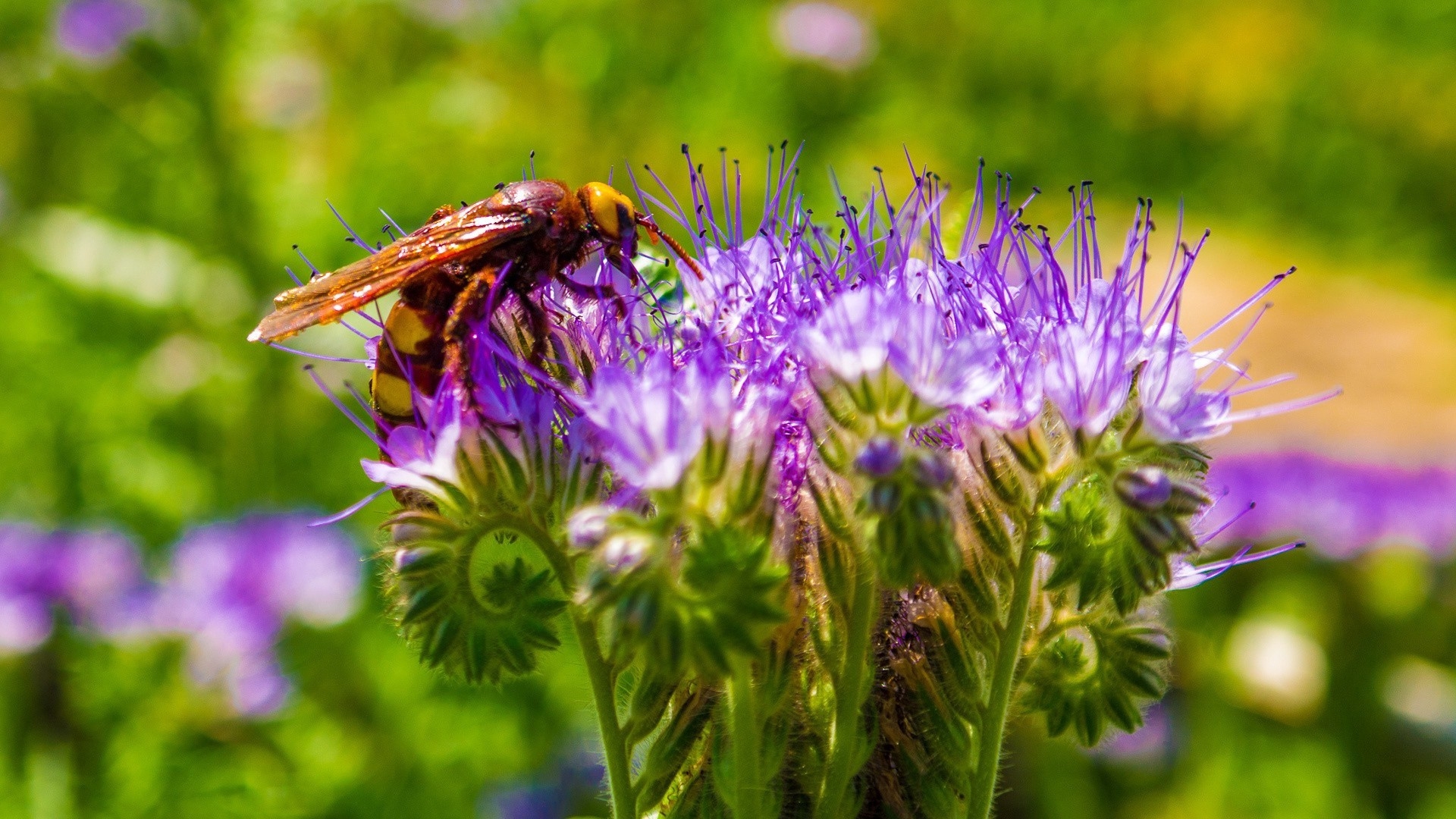 免费照片花朵上的蜜蜂
