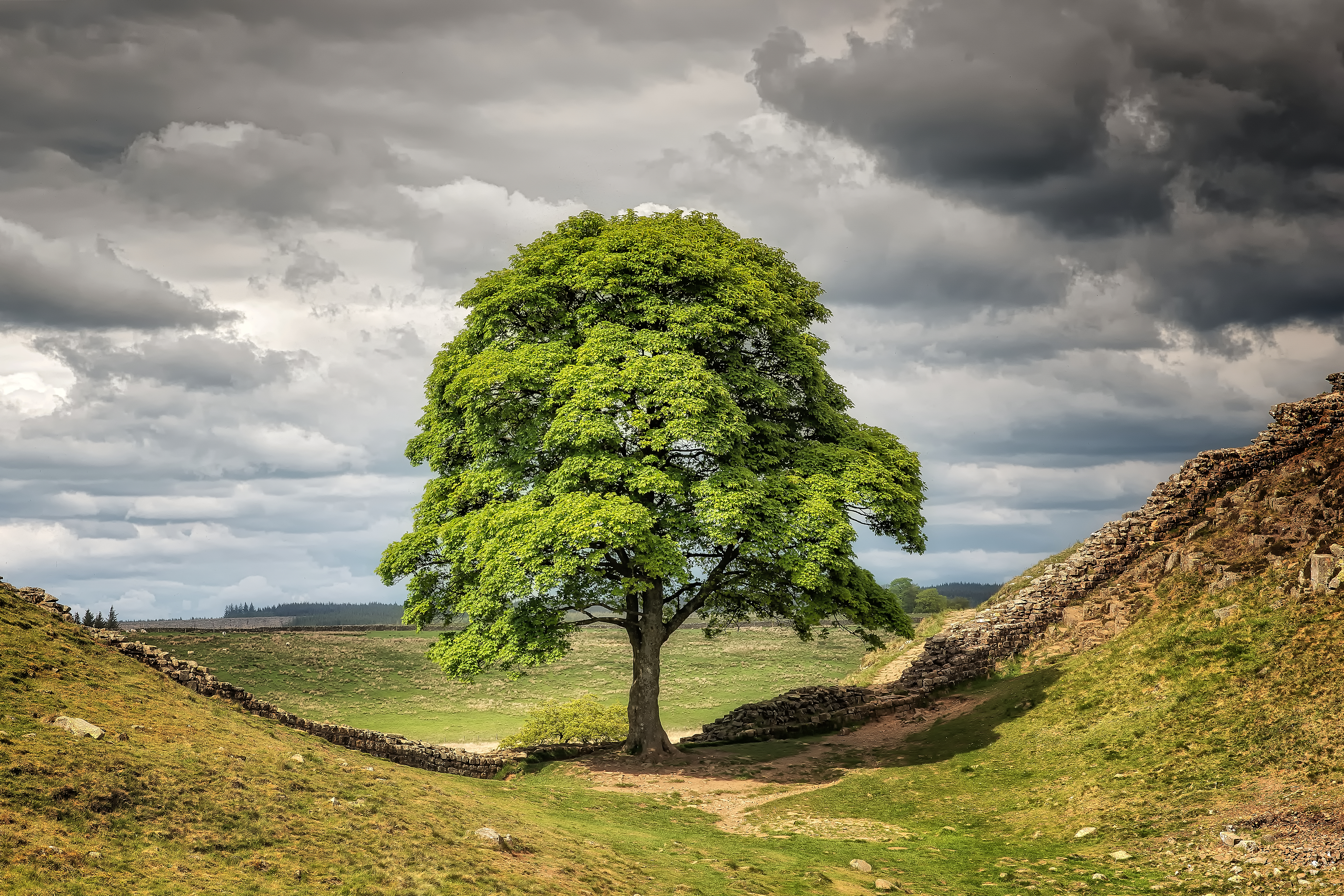 single tree landscape