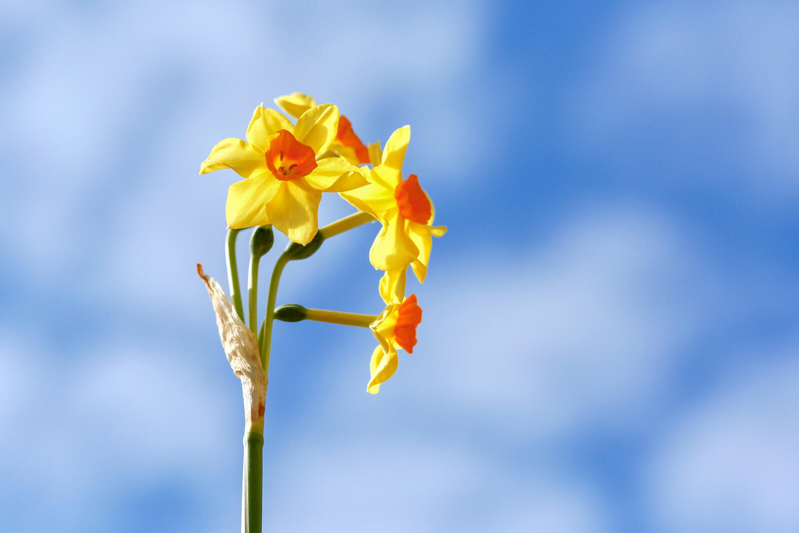 Wallpapers flowers yellow narcissus on the desktop