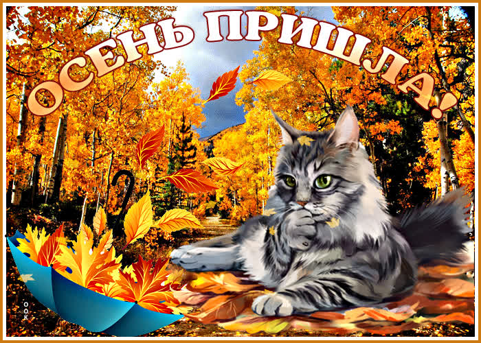 Postcard free cat, autumn, yellow leaves