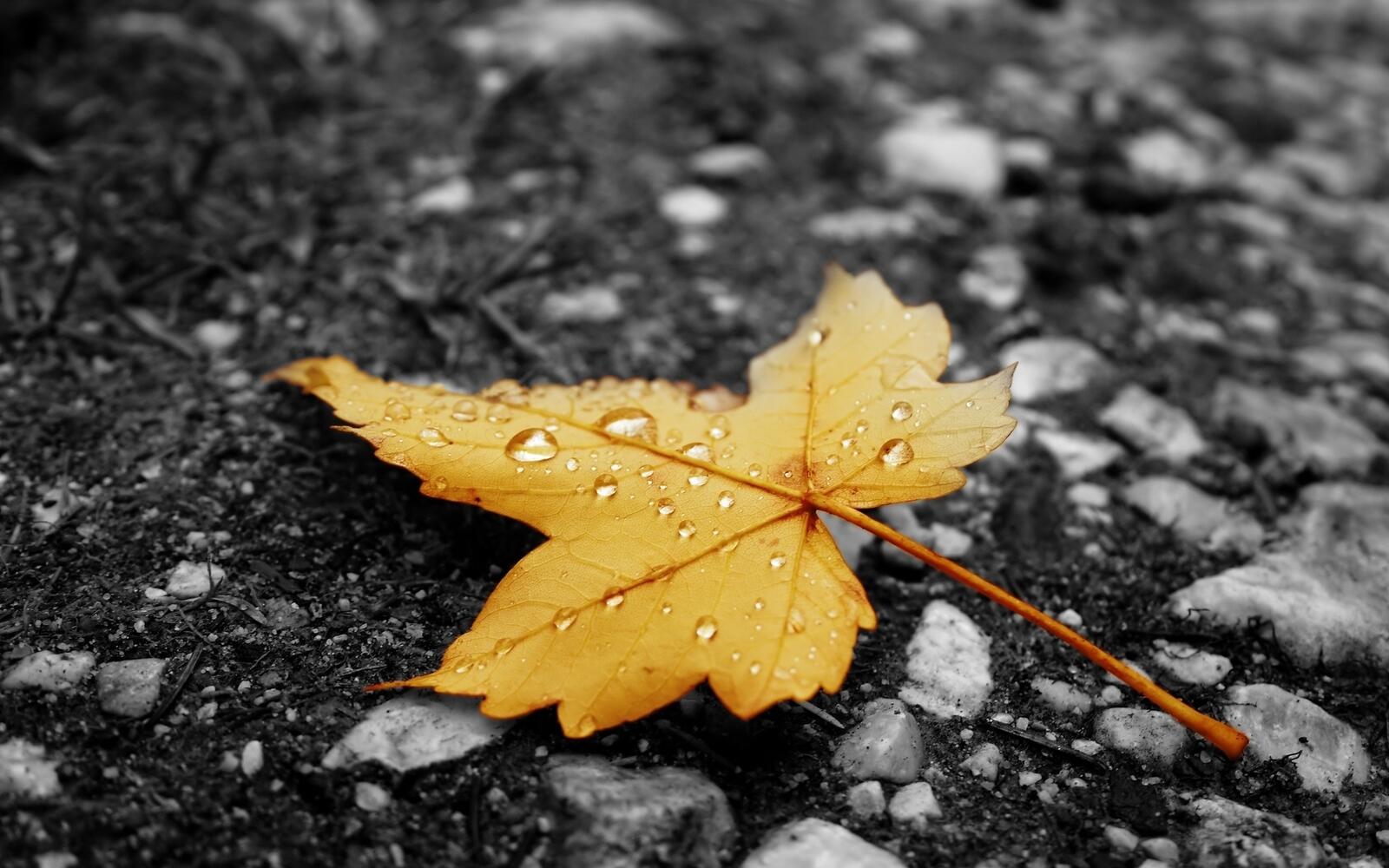 Free photo An autumn leaf with water droplets.