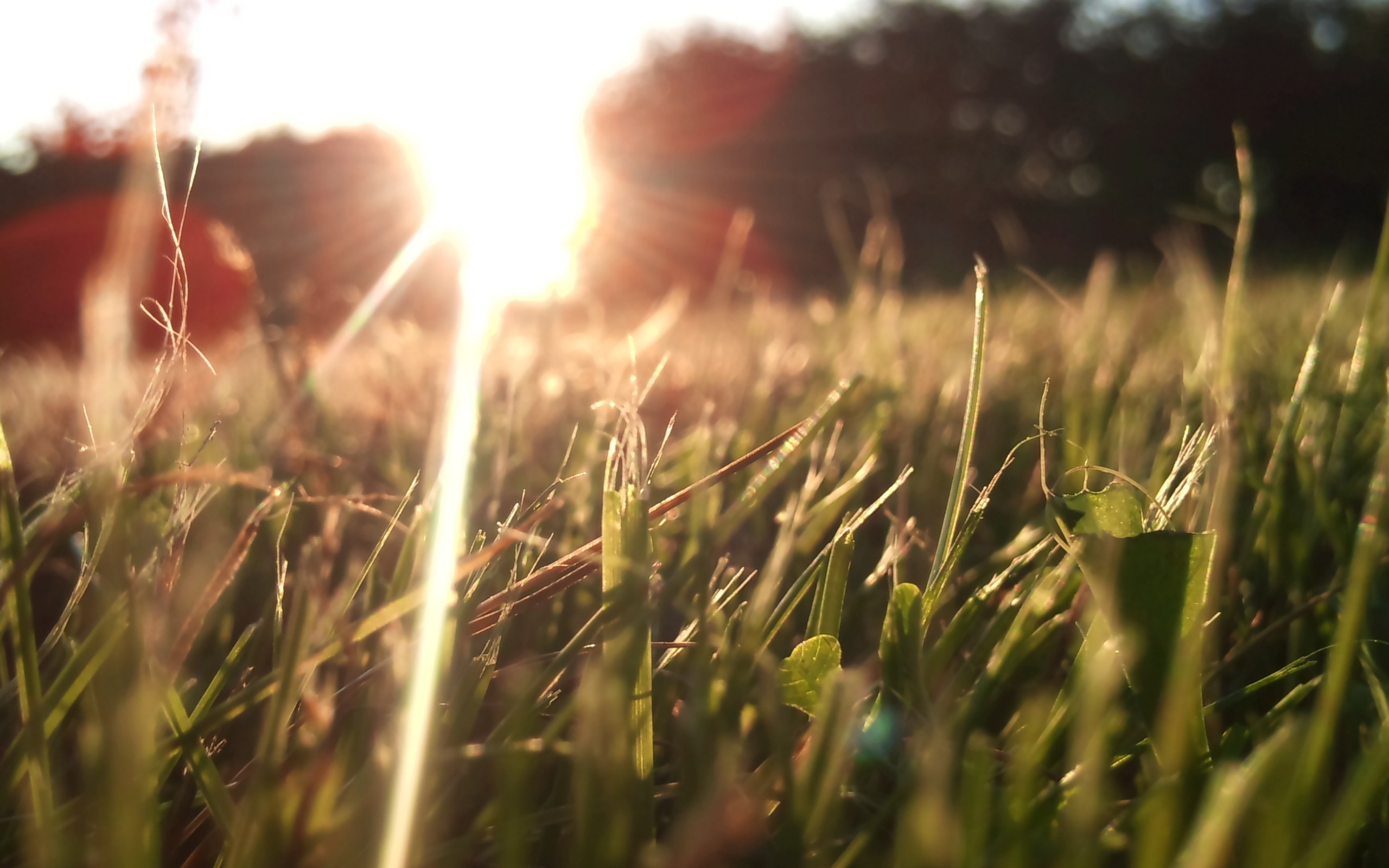Фото бесплатно трава, лист, газон