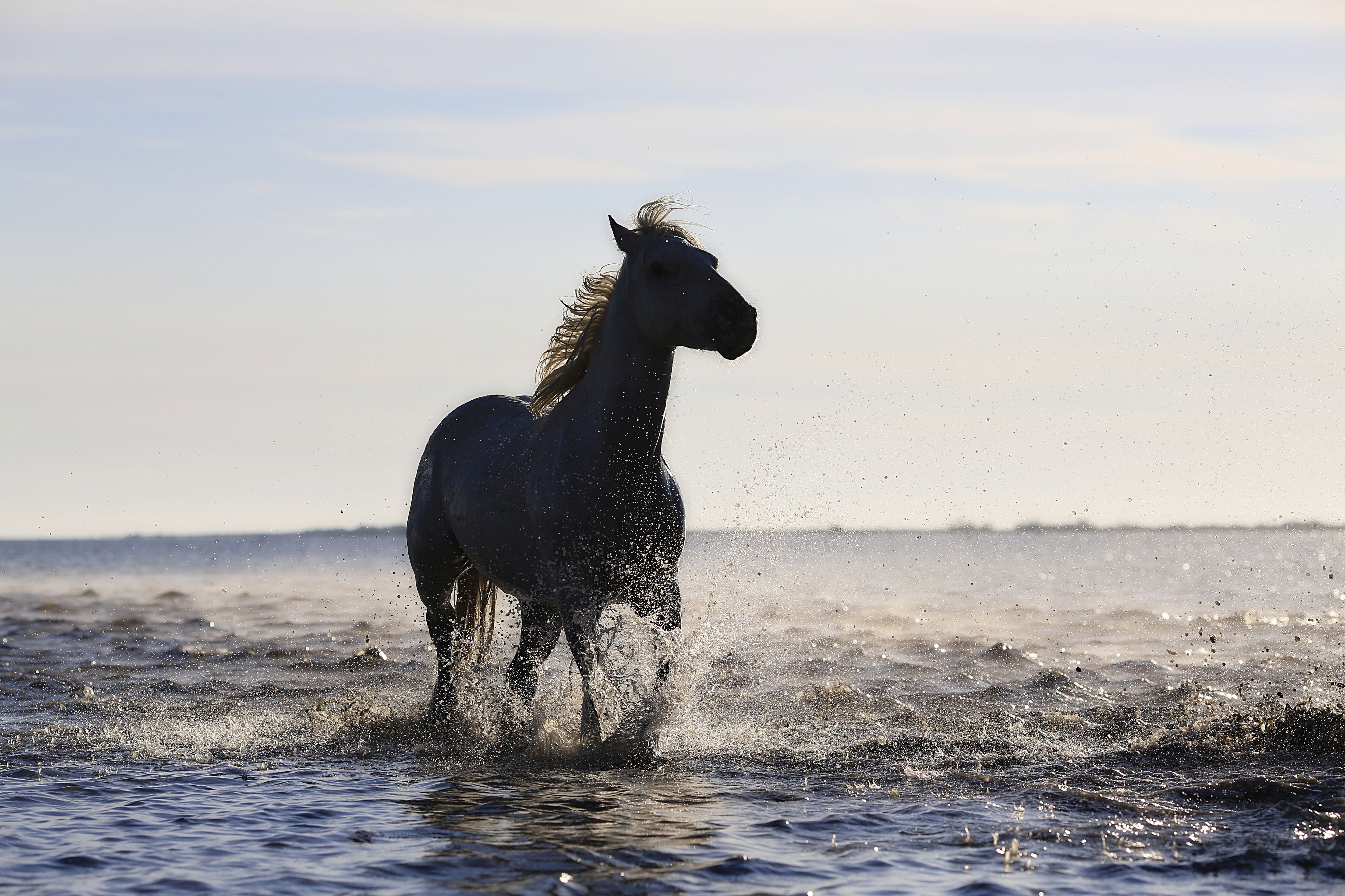 Фото лошадь вода река - бесплатные картинки на Fonwall