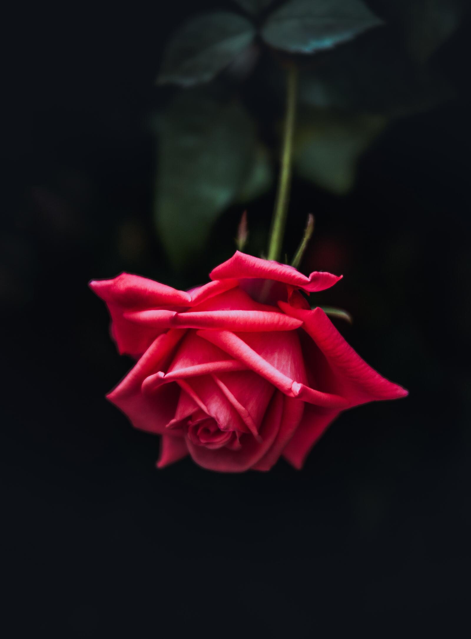 Обои красная роза лепестки близко на рабочий стол