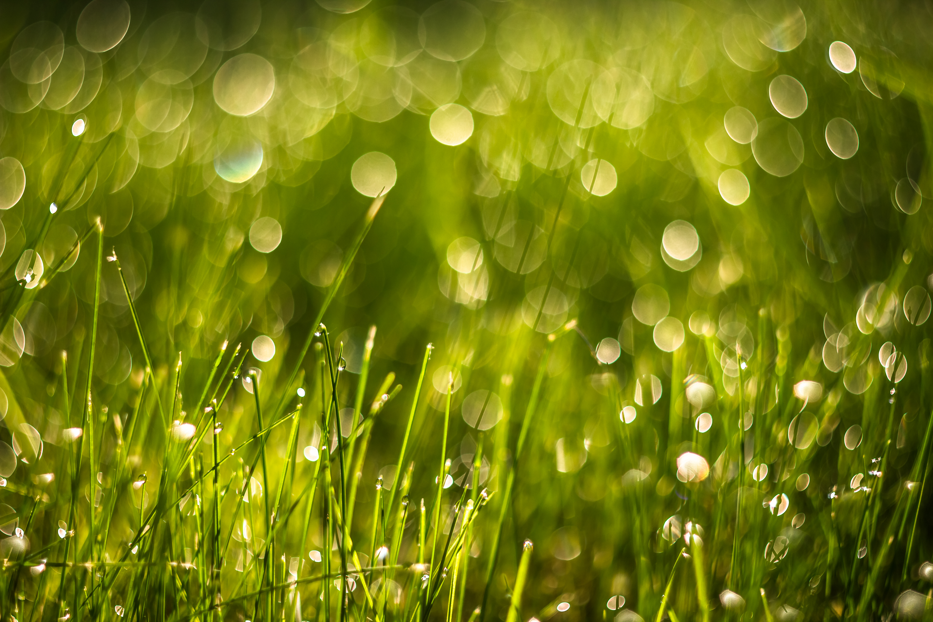 Фото бесплатно солнечный свет, вода, трава