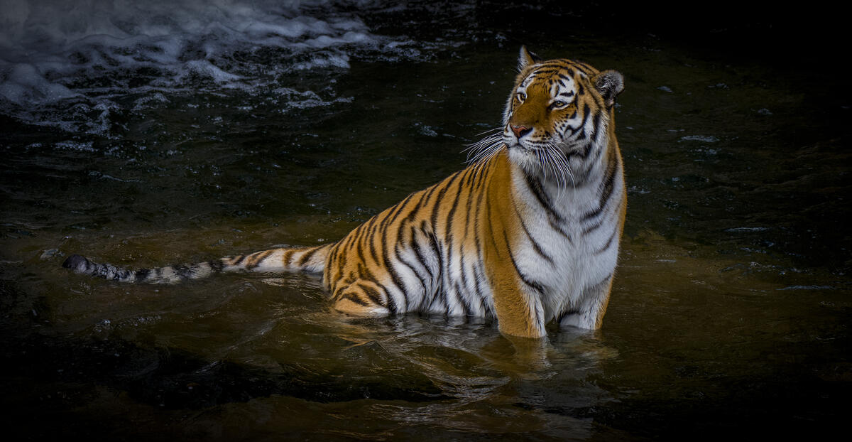 A tiger sits in the water