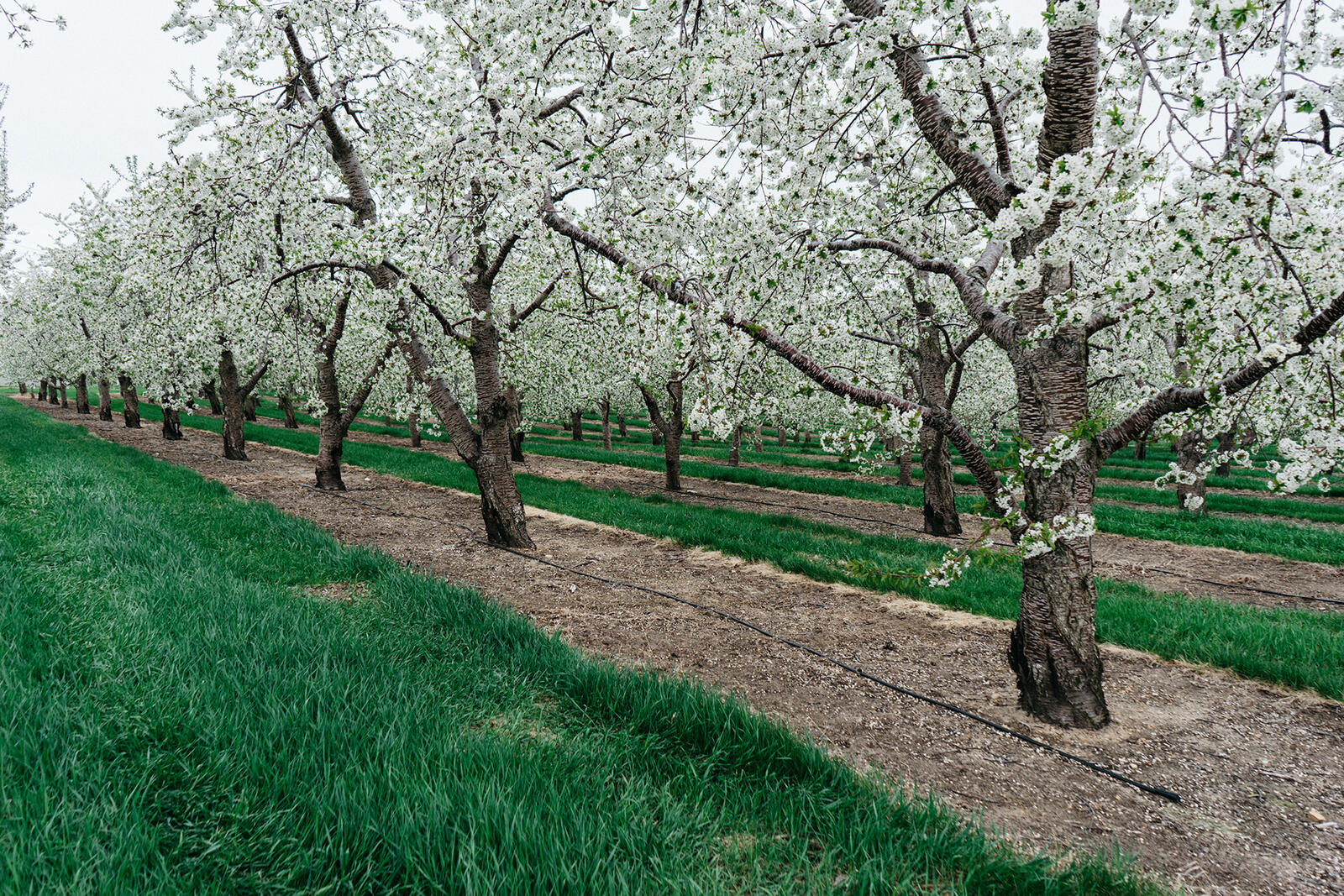 Бесплатное фото Аллея с цветущими деревьями белого цвета