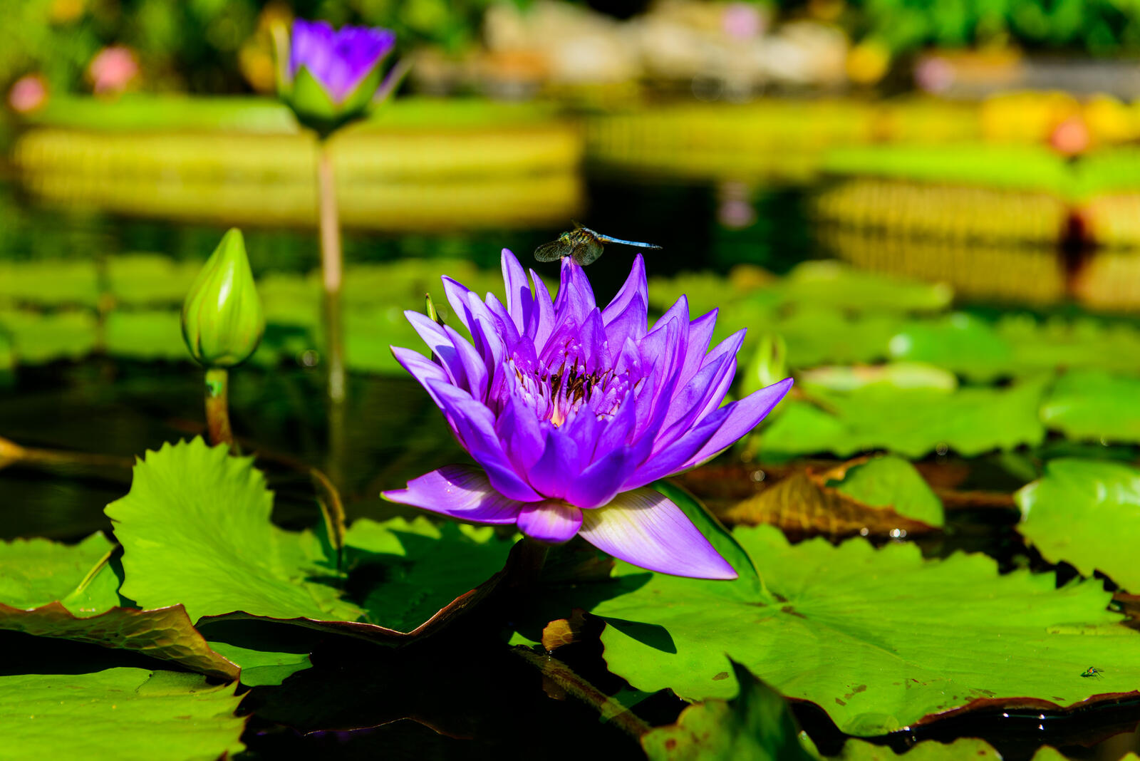 Wallpapers beautiful flower pond water lily on the desktop