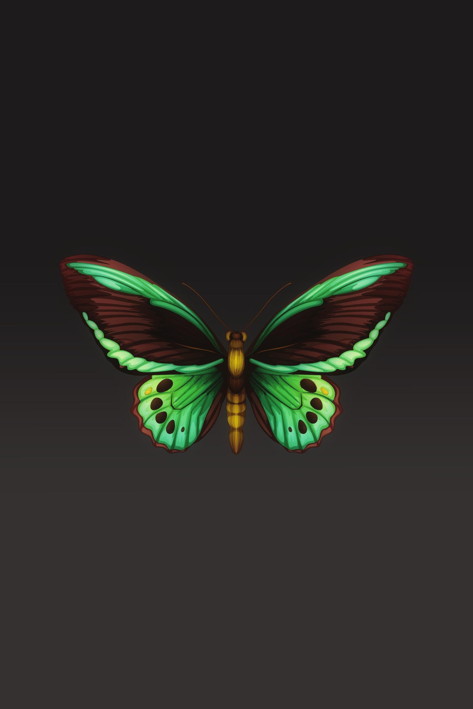 Wallpapers butterfly design digital art wings on the desktop