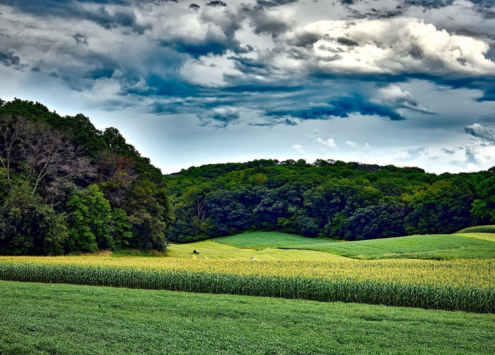 Wallpapers corn field clouds forest on the desktop