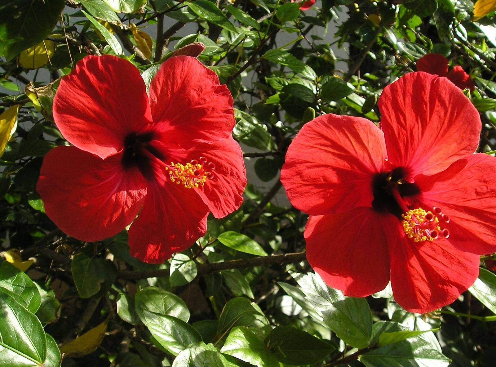 Wallpapers hibiscus blossoms red on the desktop