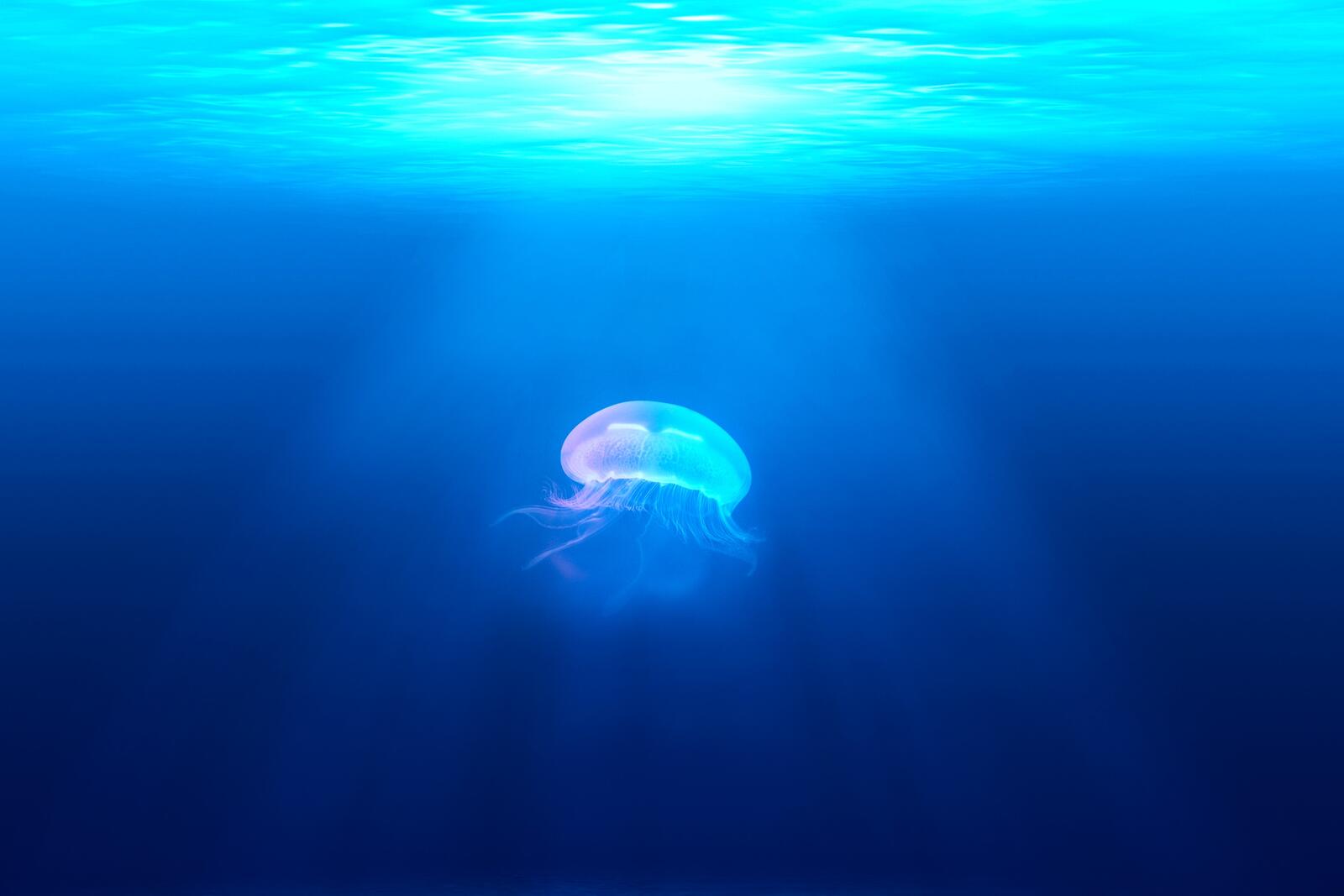 Wallpapers jellyfish underwater animals on the desktop