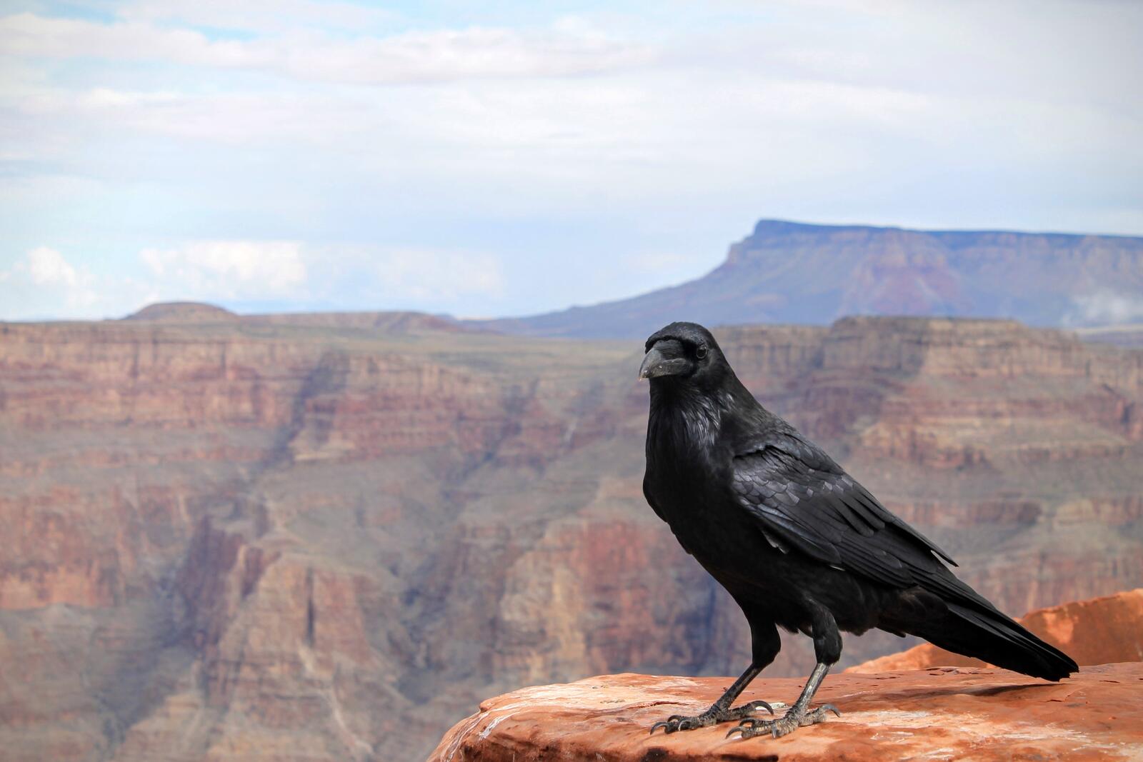 Wallpapers raven canyon fauna on the desktop
