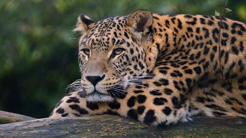 The leopard is resting