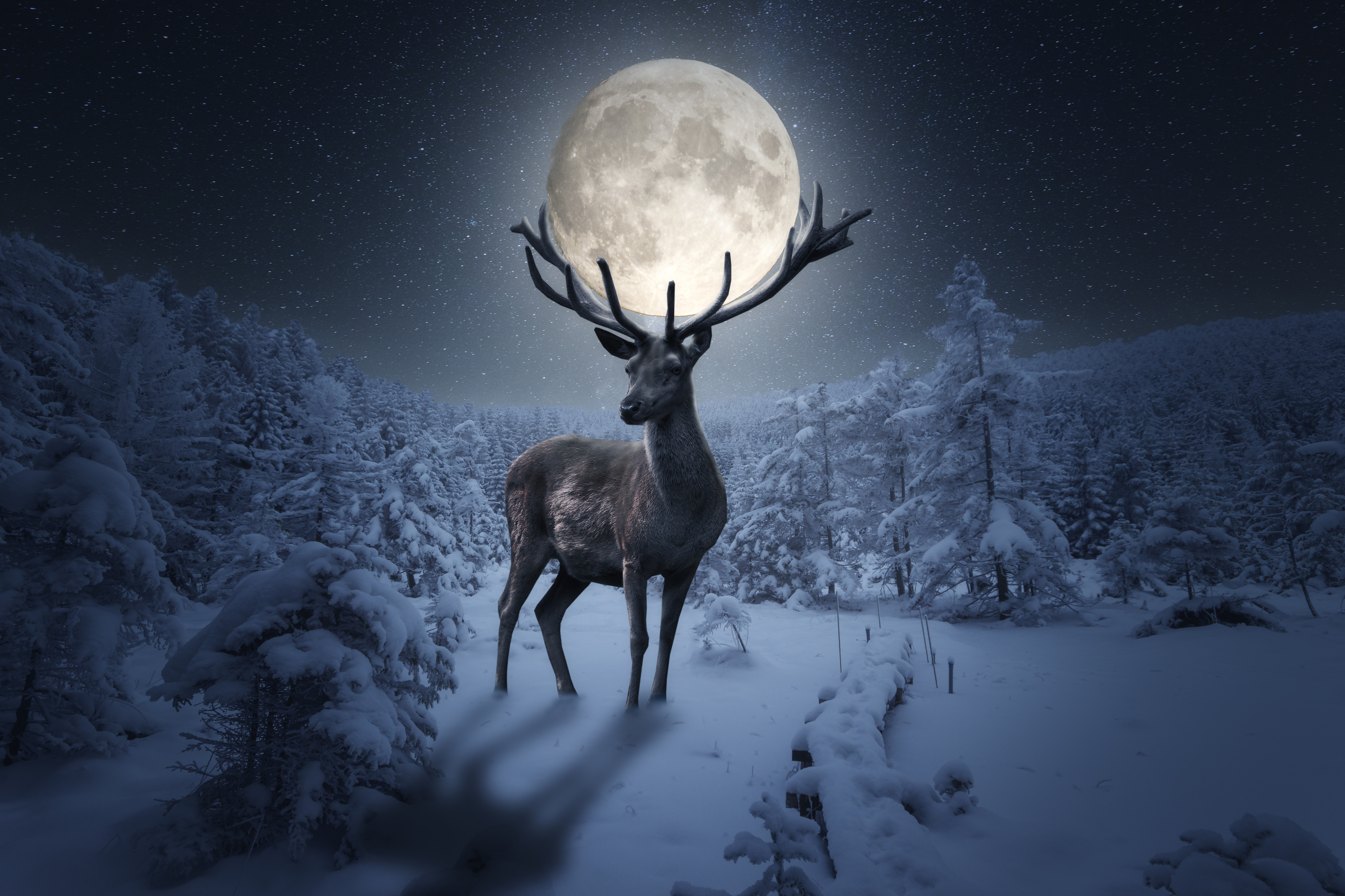 Олень в ночном зимнем лесу