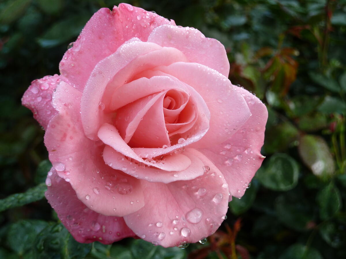 Rose with drops