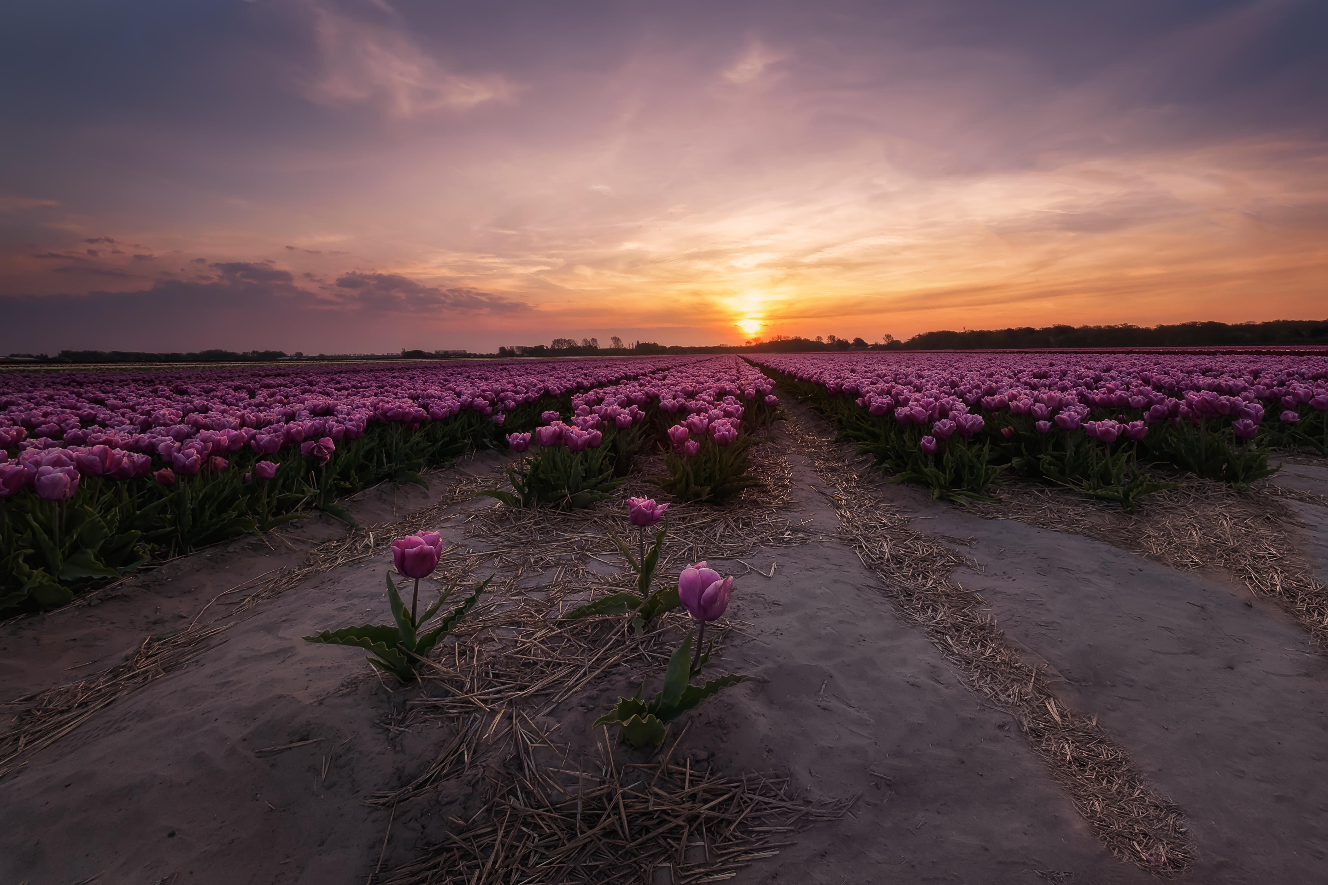 Flower sunset. Тюльпановое поле Голландия рассвет. Поле с розовыми цветами. Поле цветов на рассвете. Цветы на закате.