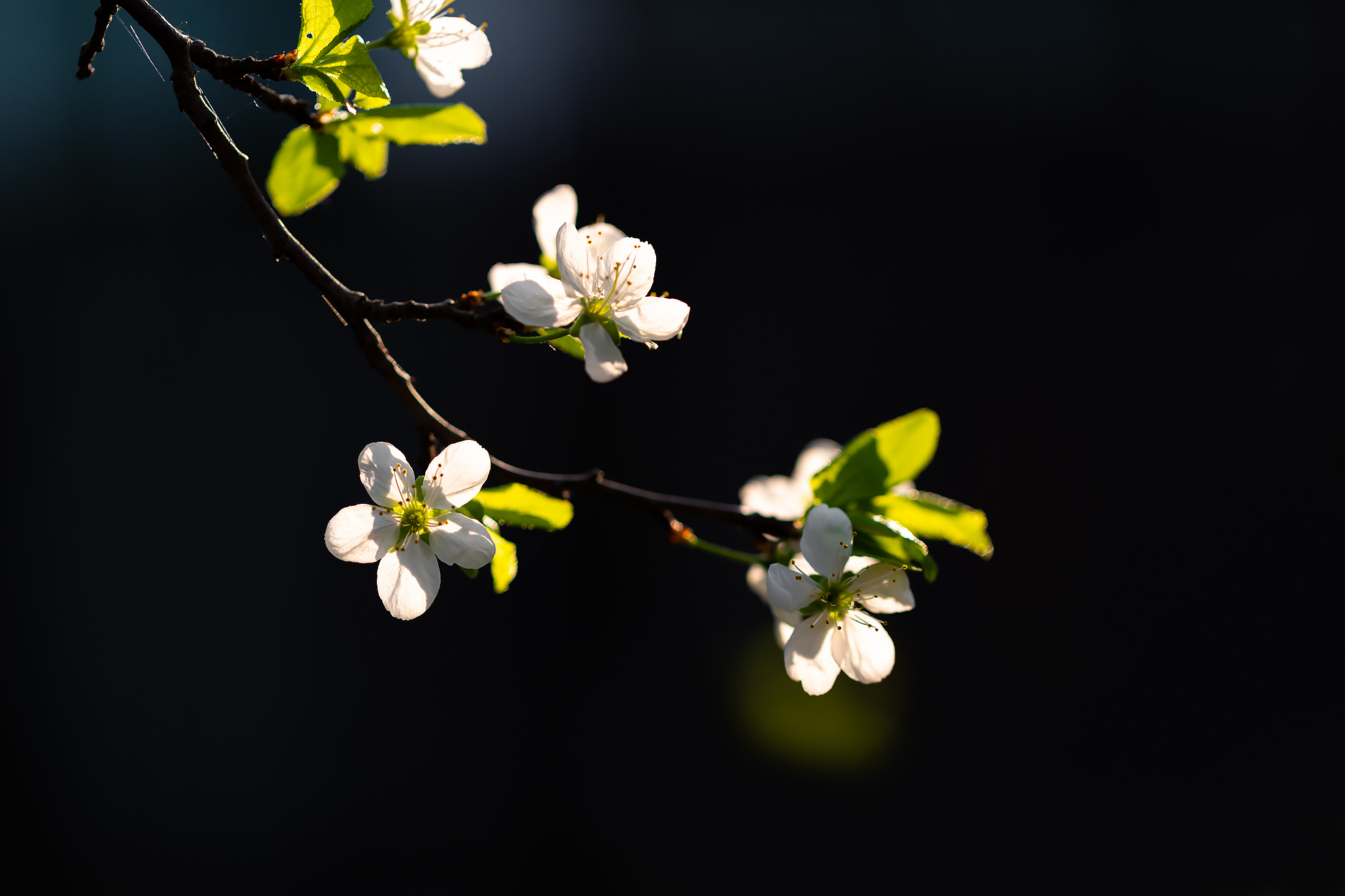 樱桃树枝在春天