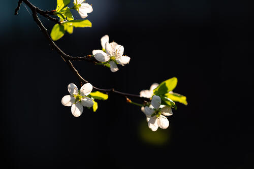 Ветка вишни весной · бесплатное фото