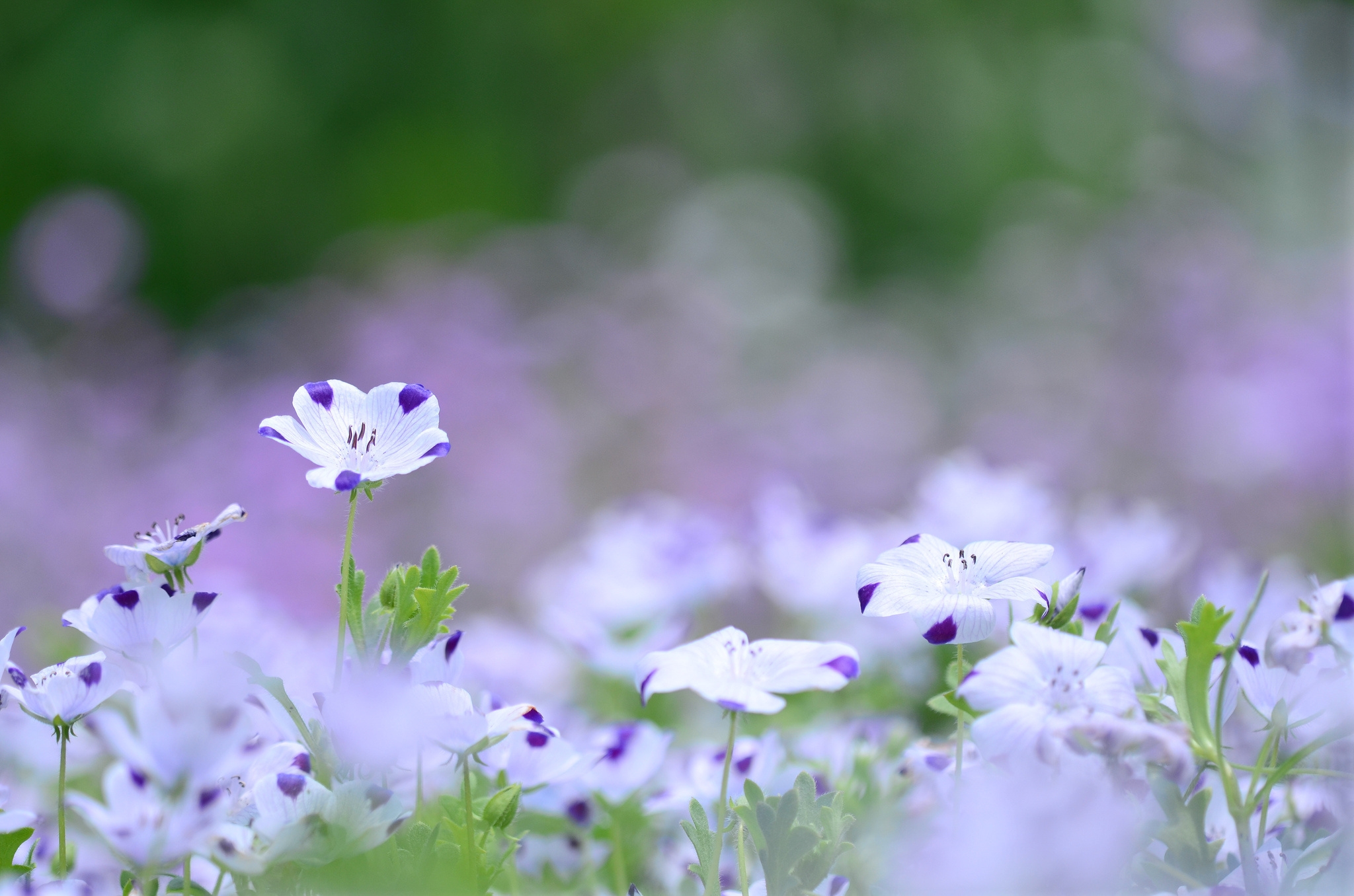 Фото бесплатно обои белые цветы, размытый, сад