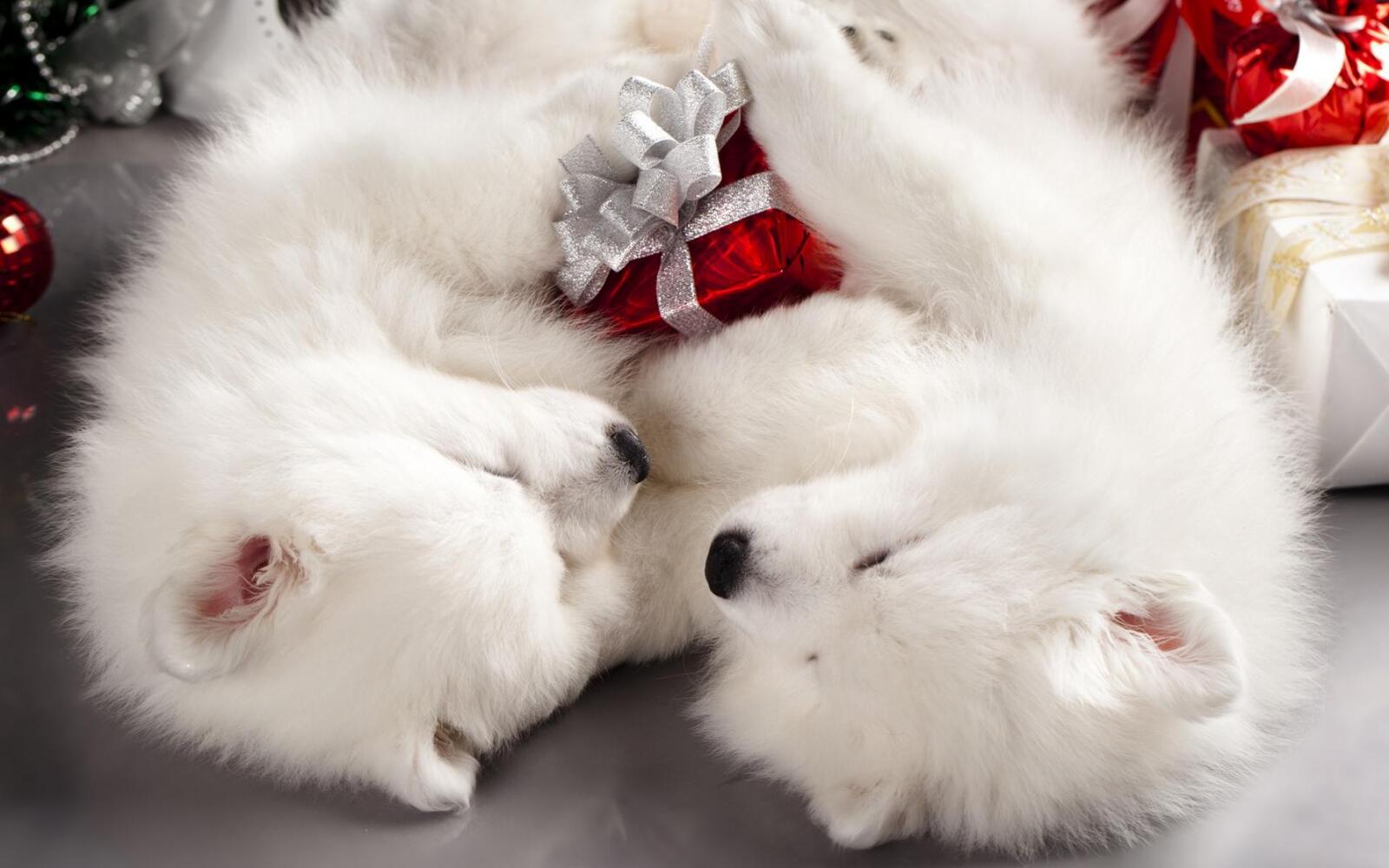 Обои белая собака два щенка праздник на рабочий стол