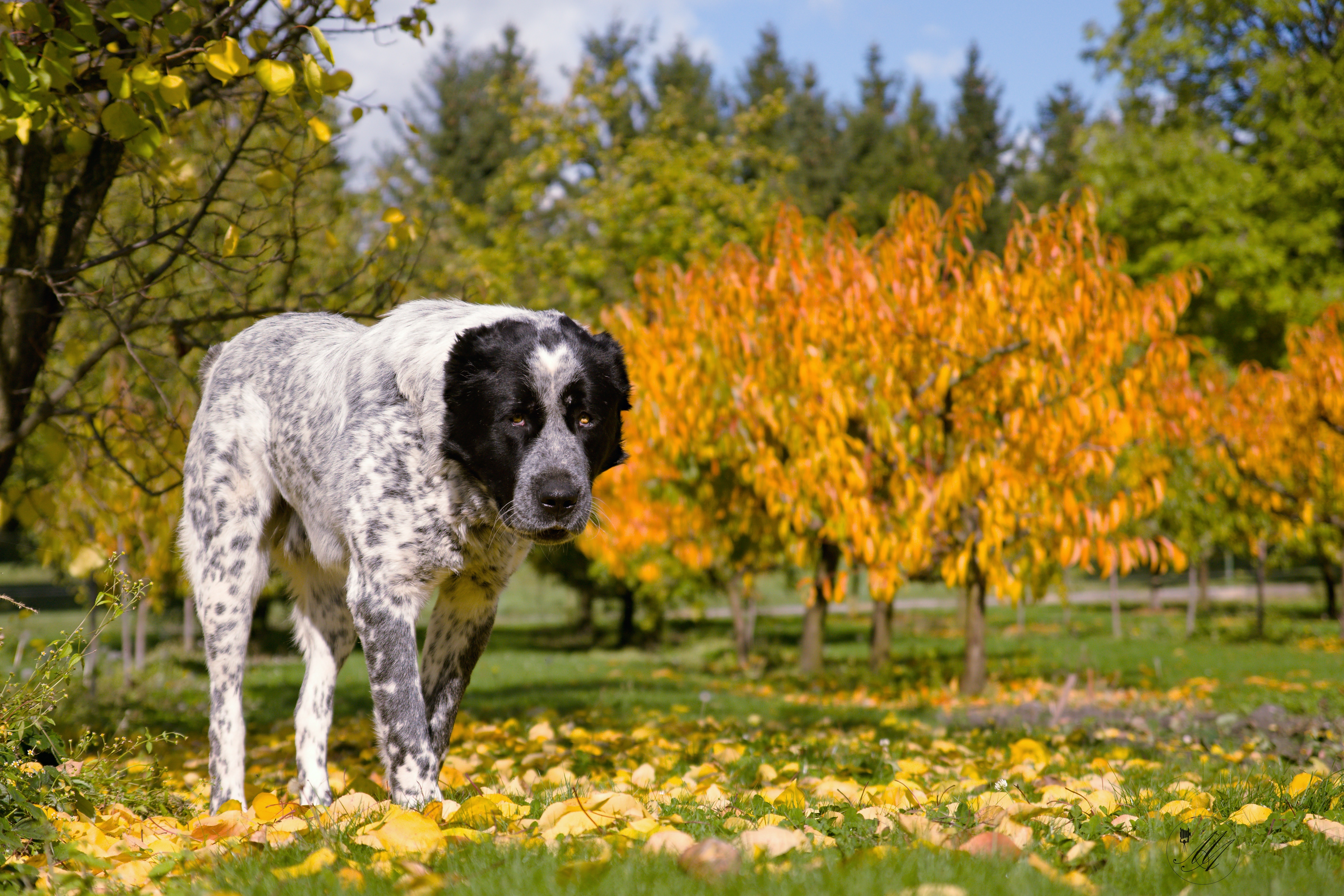Обои собака лист осень на рабочий стол
