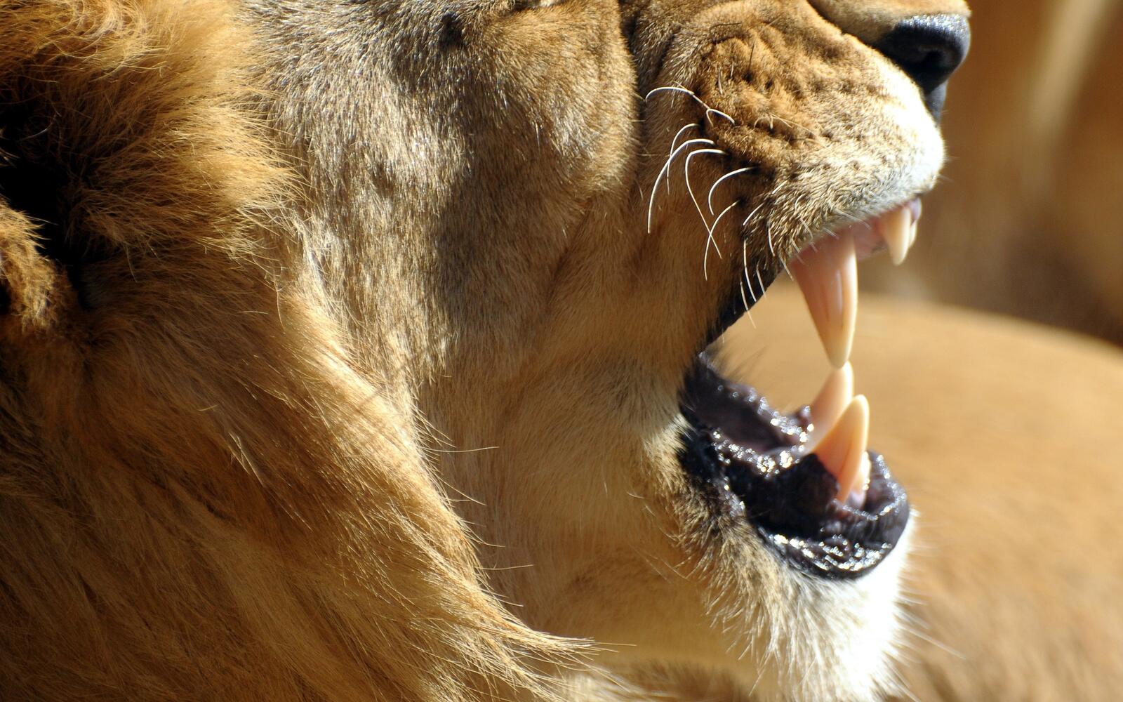 Wallpapers lion fangs aggression on the desktop