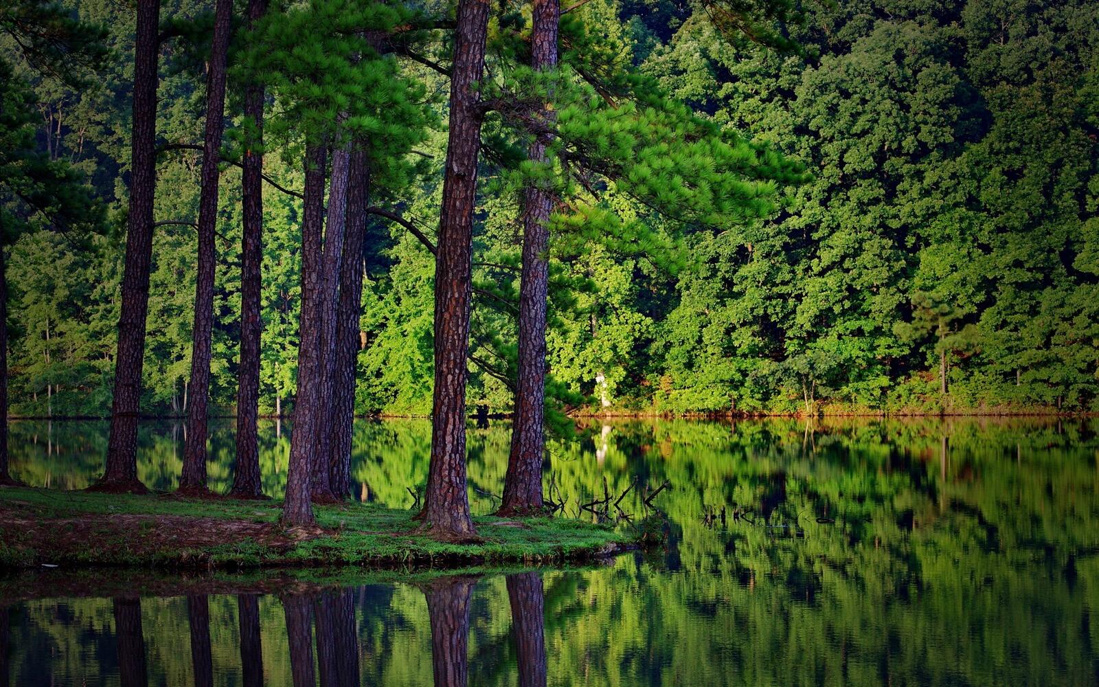 Бесплатное фото Островок с хвойными деревьями на у реки