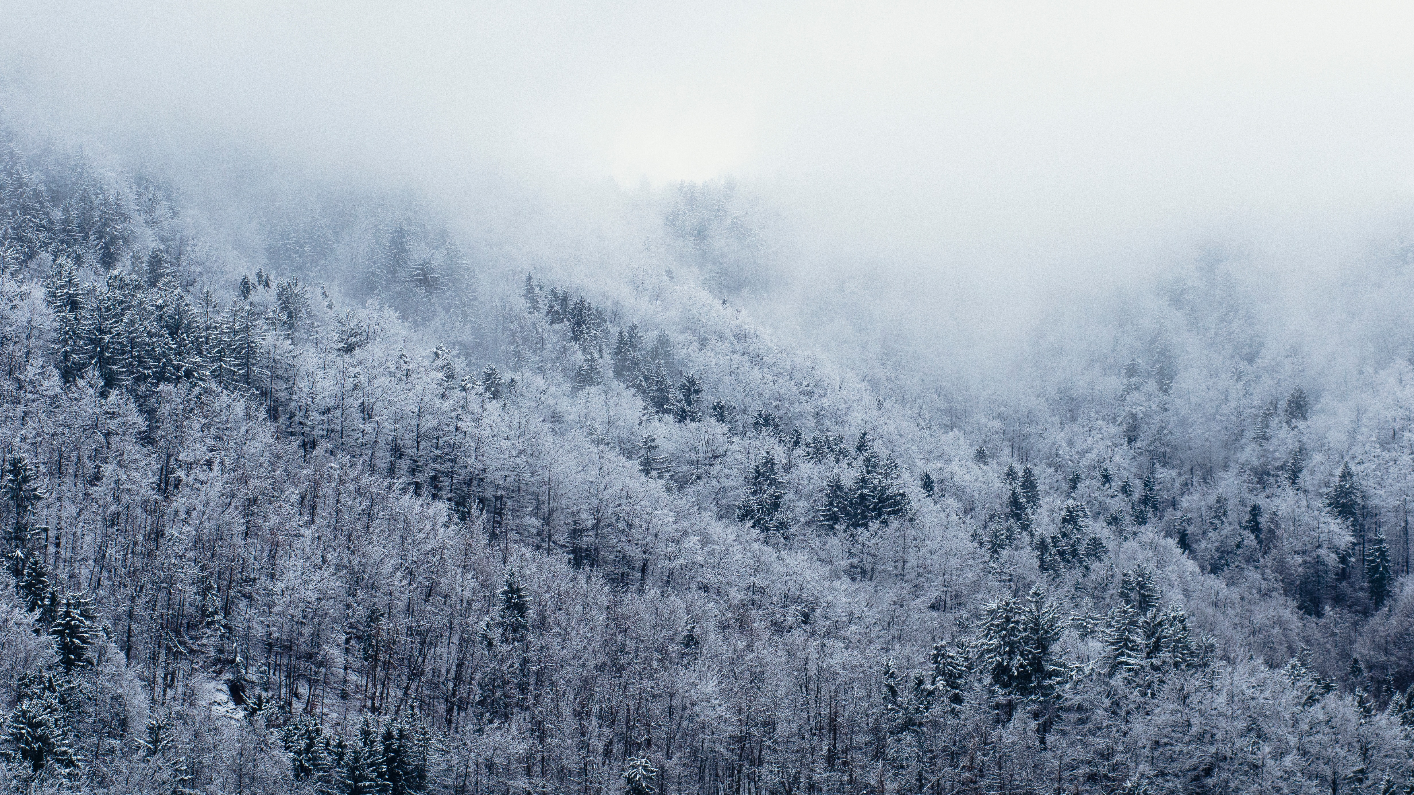 Горы в тумане лес зима