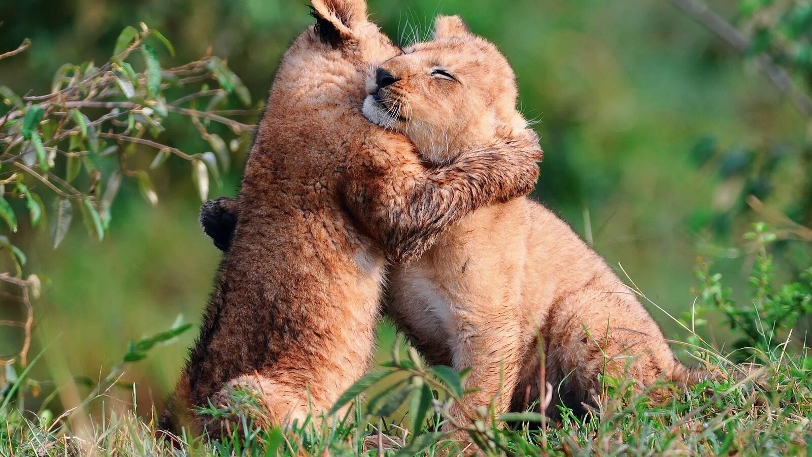 免费照片两只小狮子互相拥抱在一起