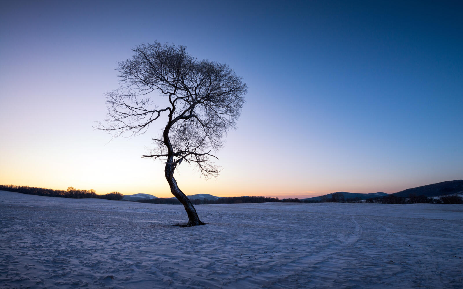 Обои обои одинокое дерево зима снег на рабочий стол