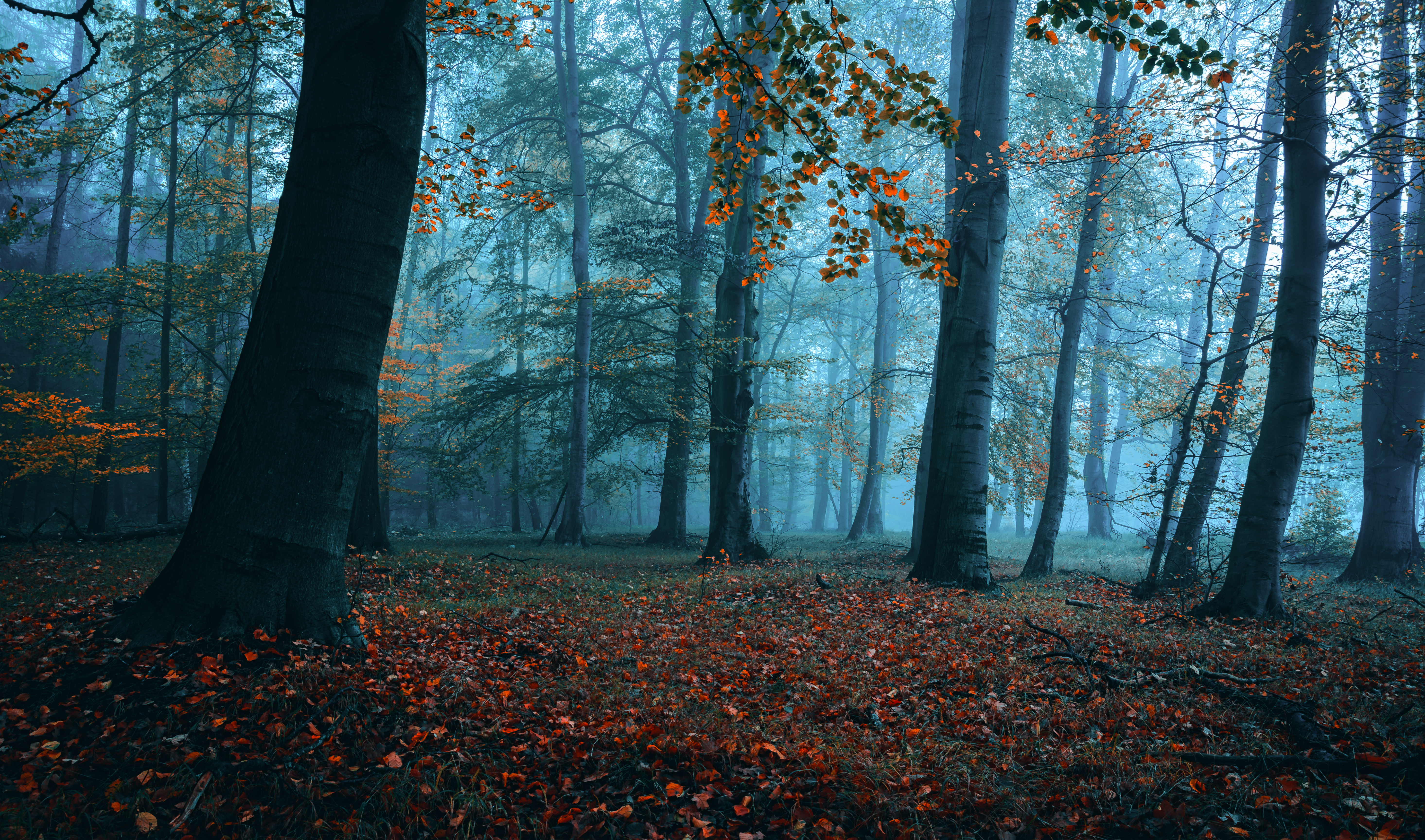 Wallpapers autumn forest dawn on the desktop