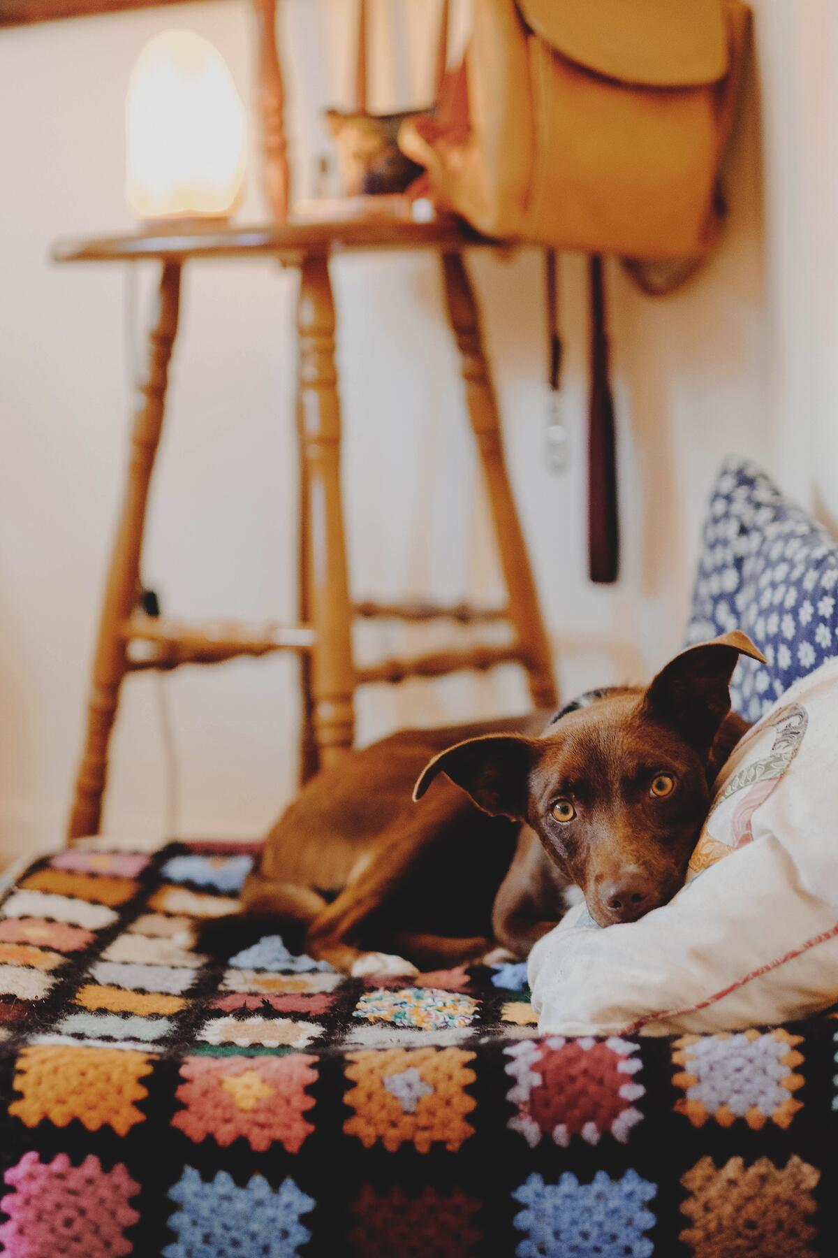狗和枕头