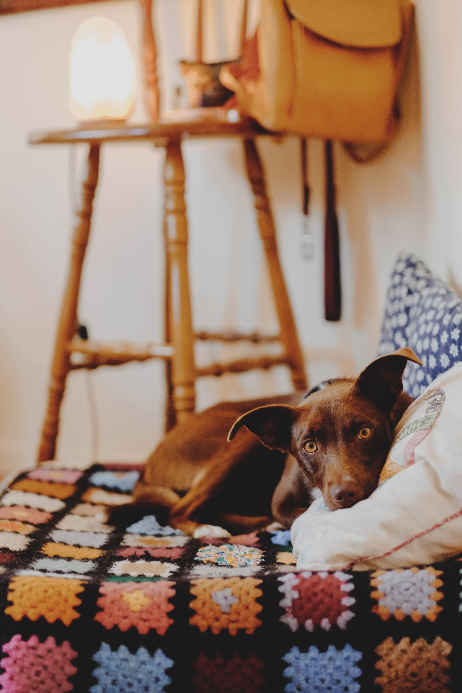 Бесплатное фото Собака и подушка