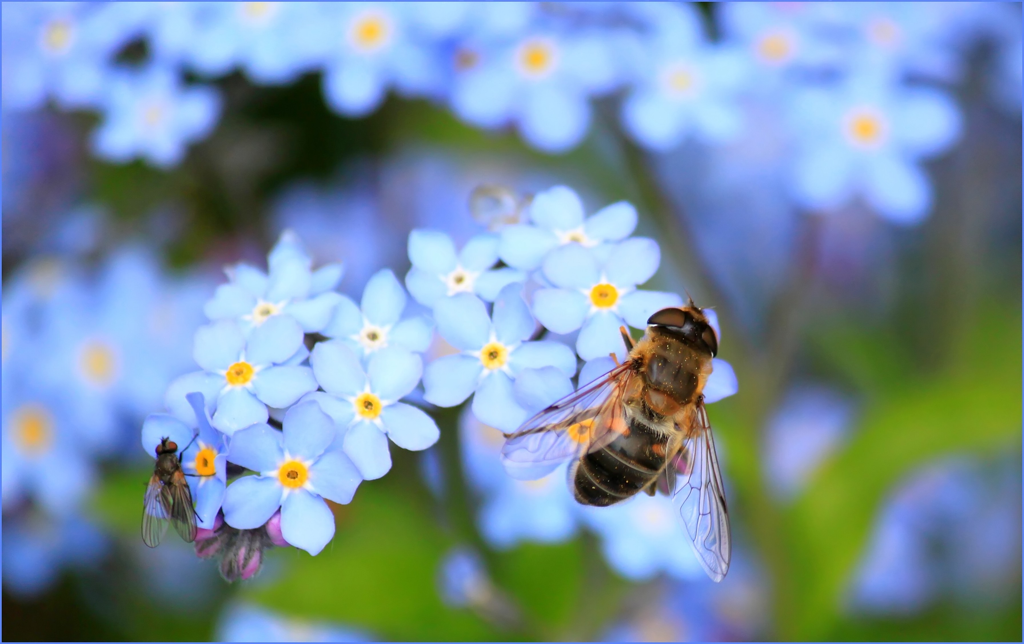 蓝花上的黄蜂