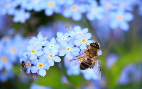 A wasp on the blue flowers.