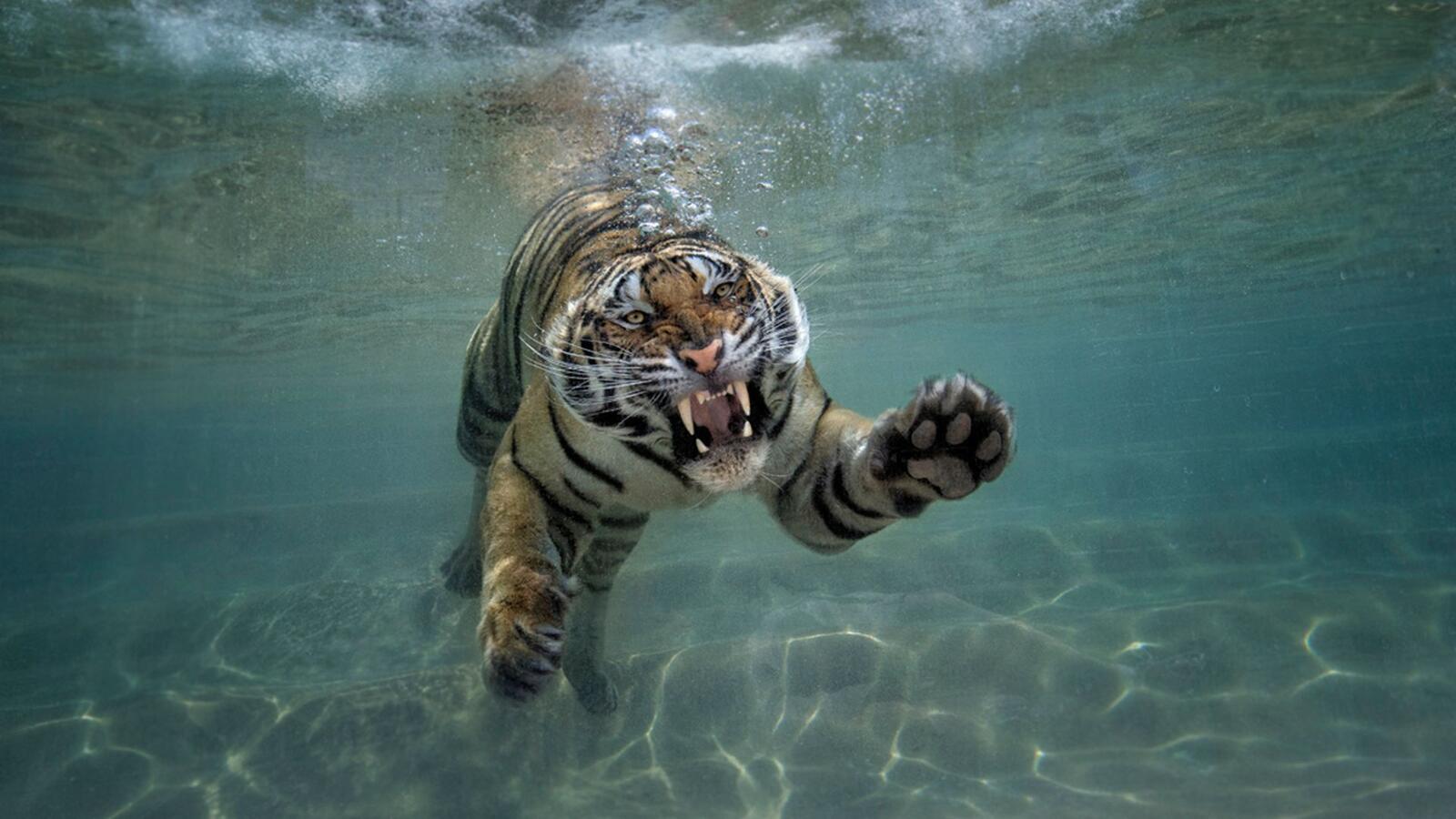 Тигр под водой