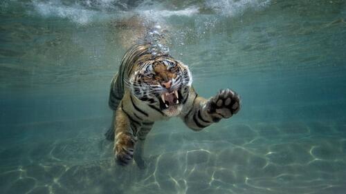 Tiger under water