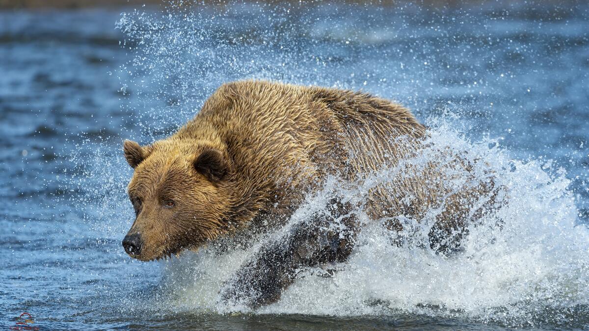 Бурый медведь бежит по реке