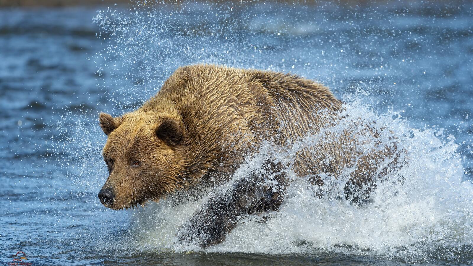 Free photo A brown bear running down the river