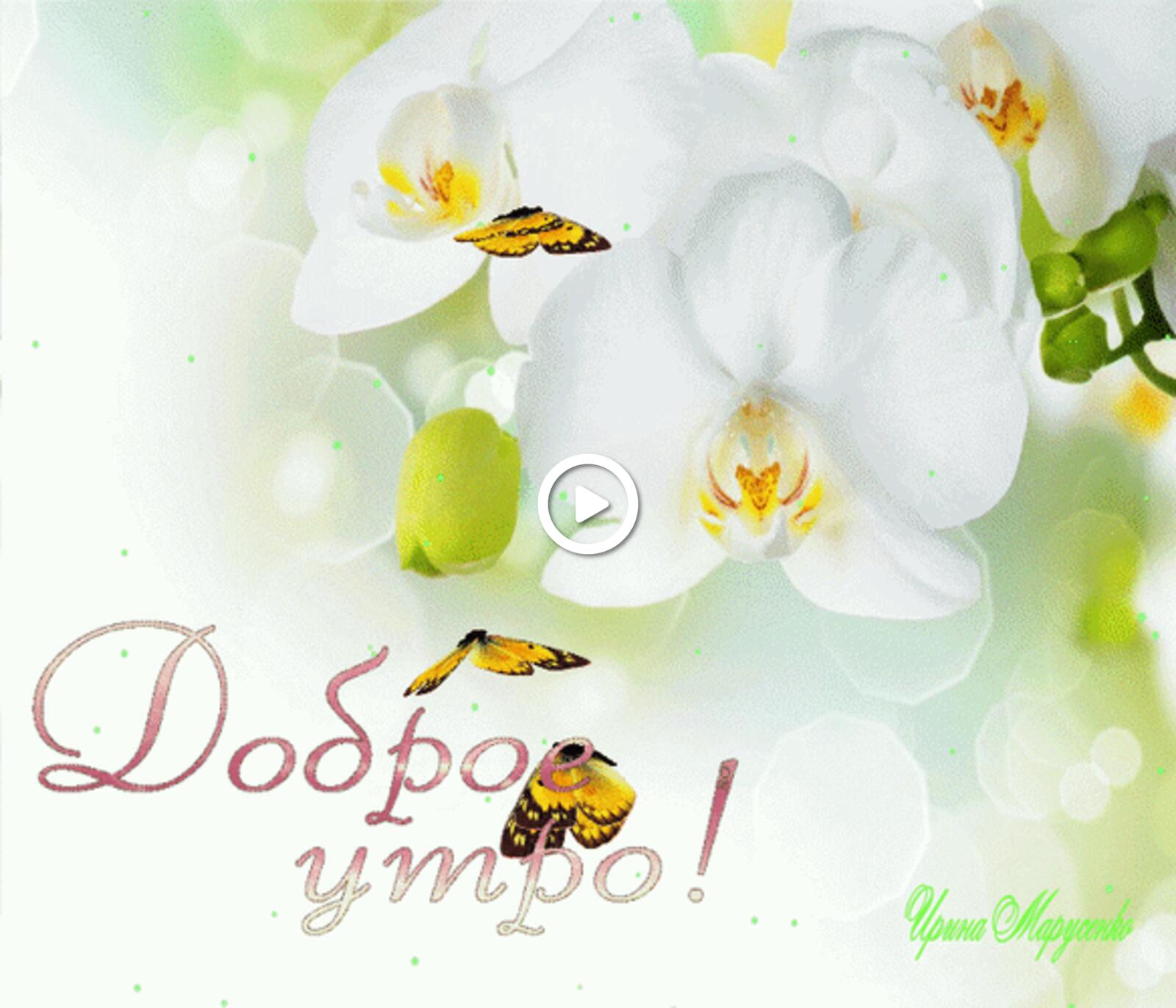 Открытка на тему доброе утро белая орхидея бабочки доброе утро орхидеи бесплатно