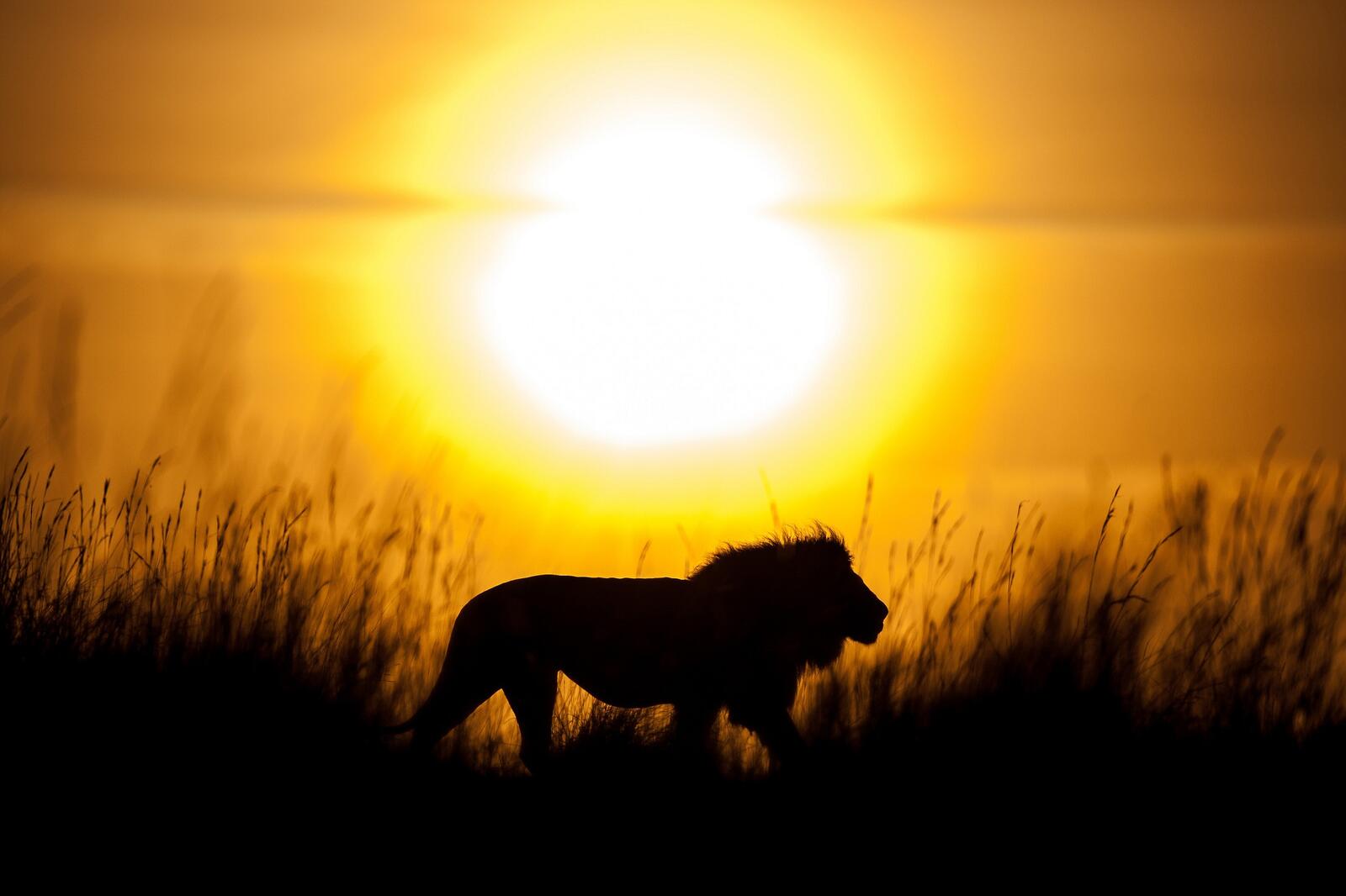 Wallpapers lion silhouette Africa on the desktop