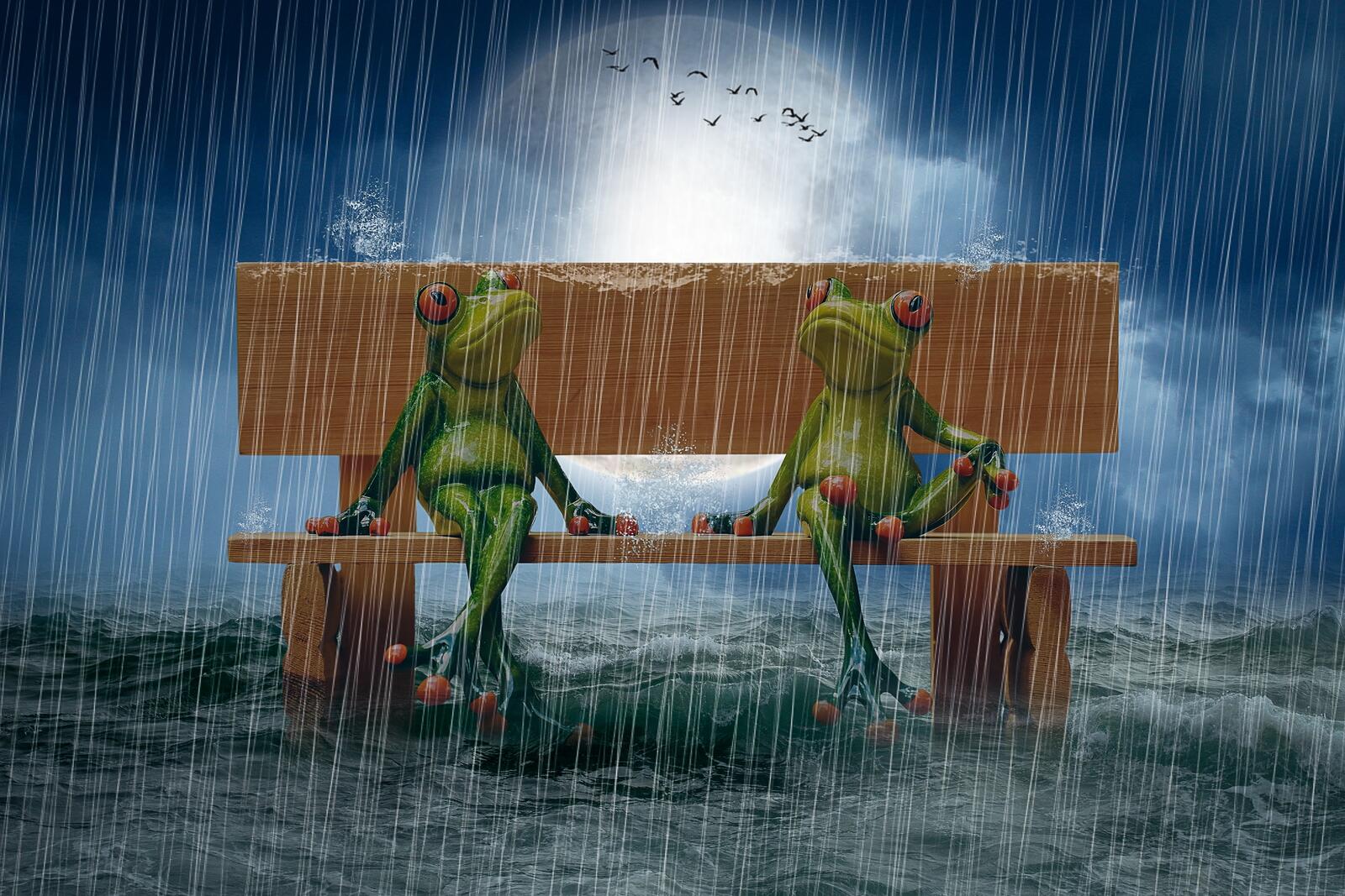 Wallpapers frogs moon bench on the desktop
