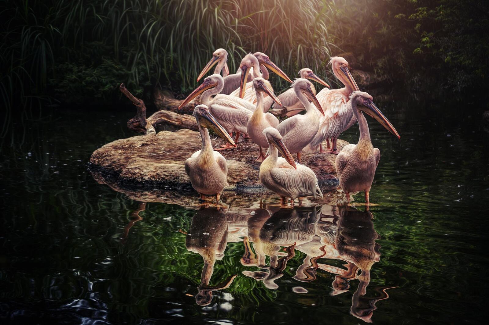 Wallpapers pelicans pond birds on the desktop