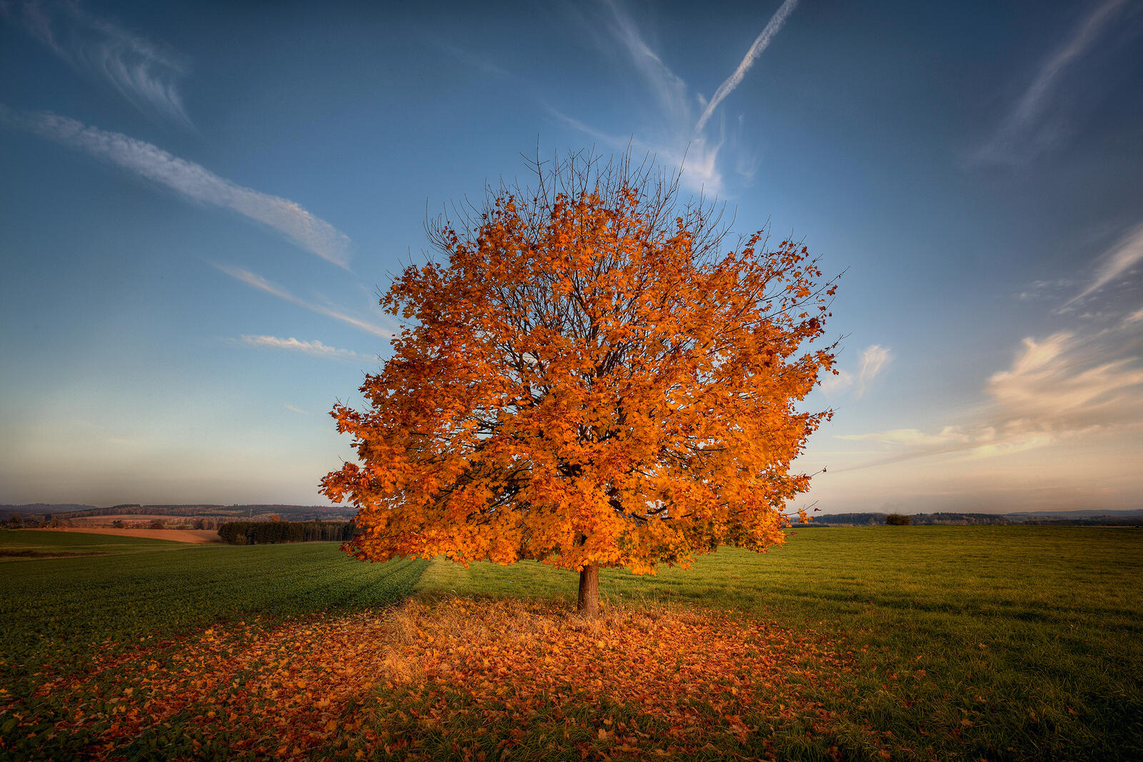 Wallpapers autumn leaf fall nature single tree on the desktop