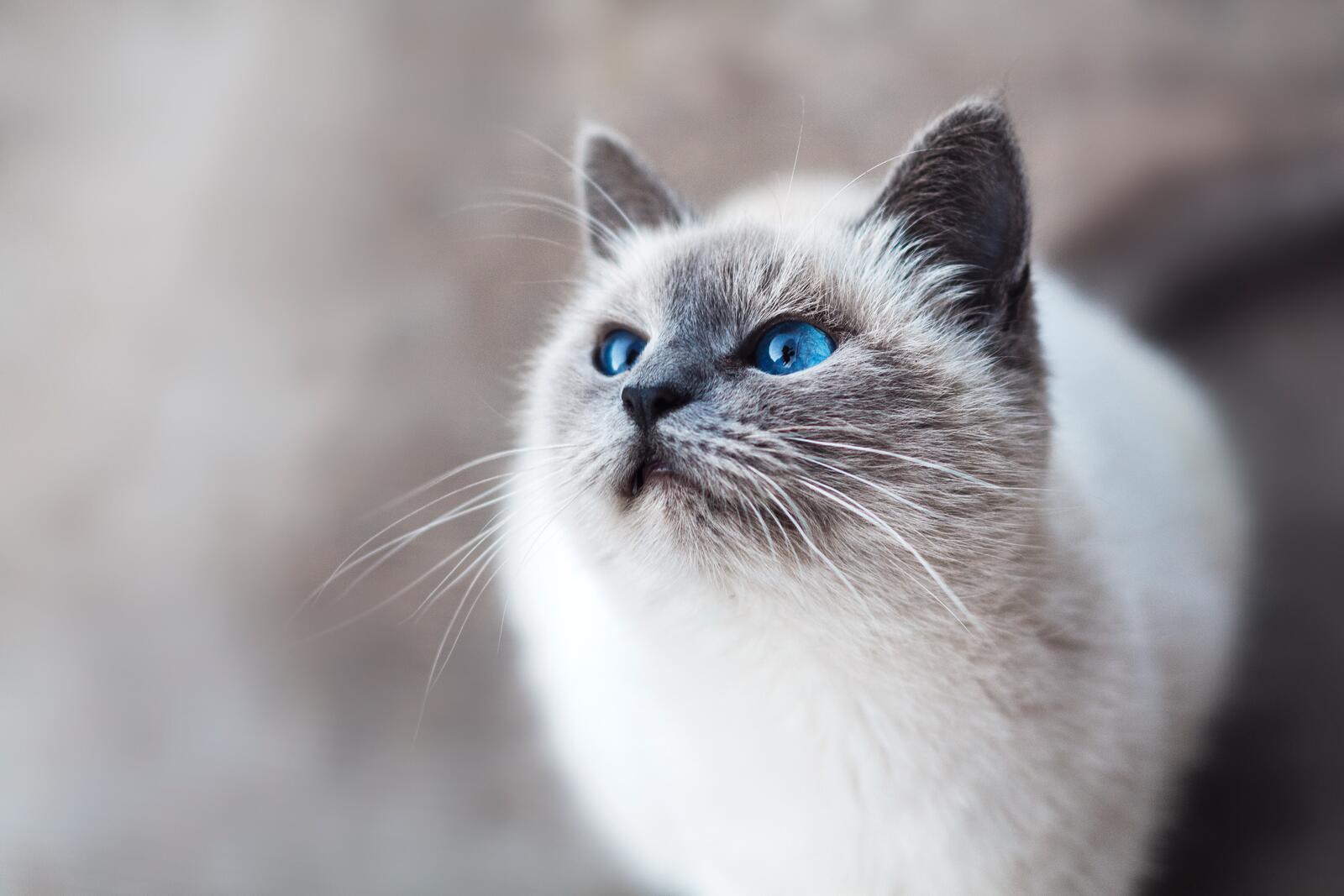 桌面上的壁纸蓝眼猫 注视 猫
