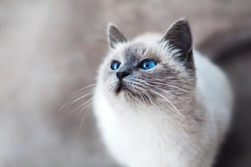 кошка с голубыми глазами взгляд cat