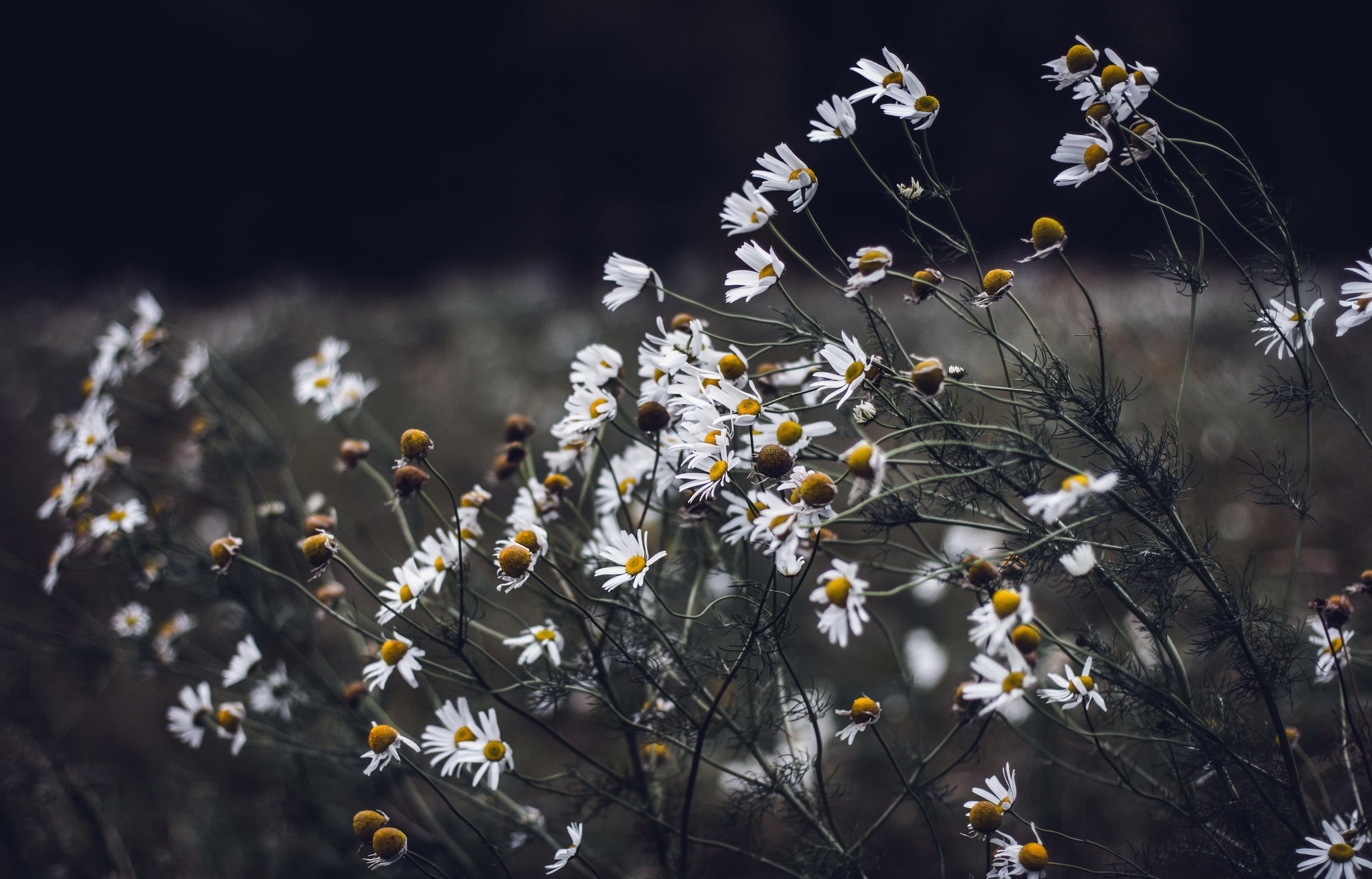 Lots of chamomile flowers