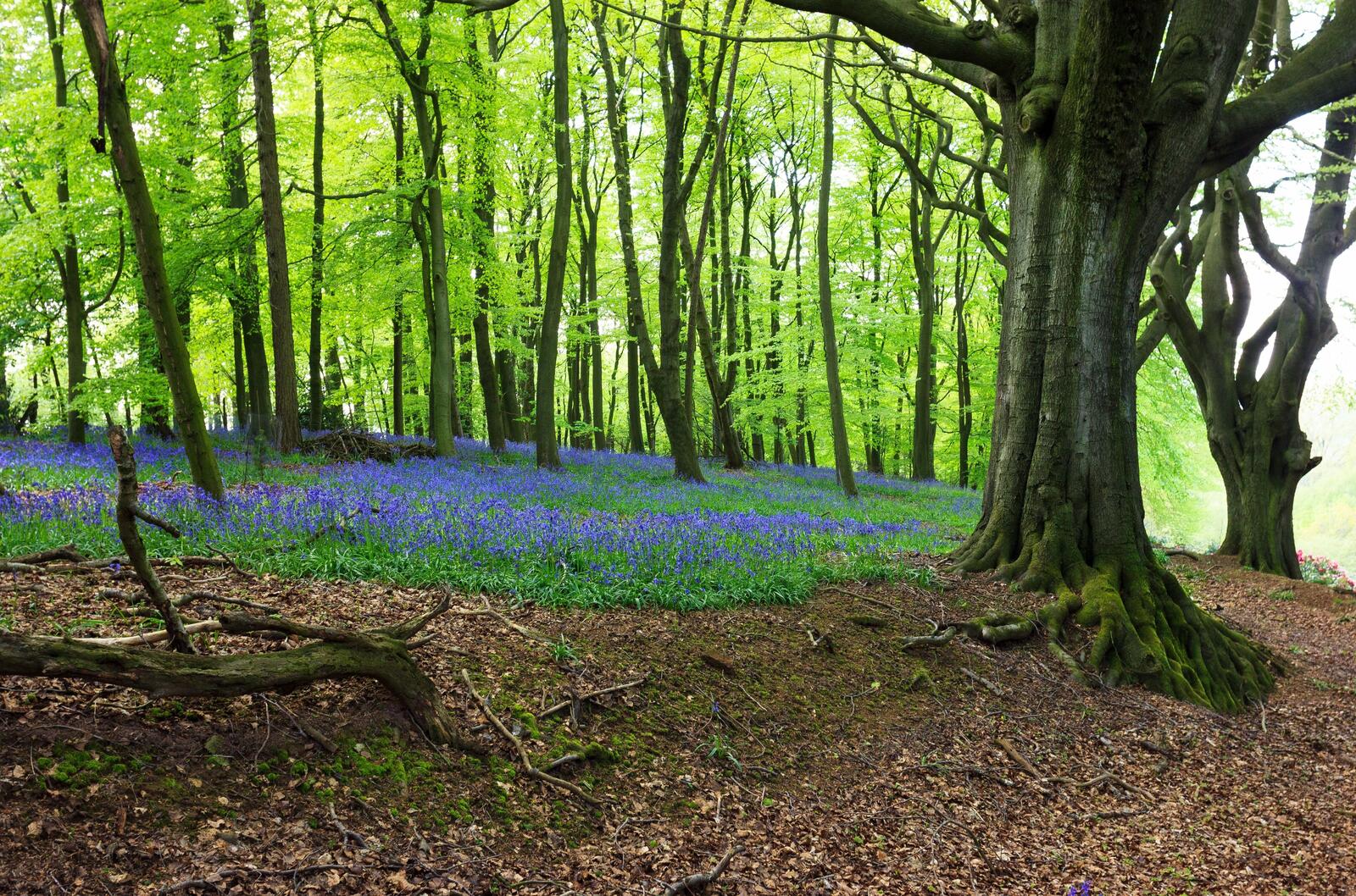 Бесплатное фото Полянка с синими цветами в лесу